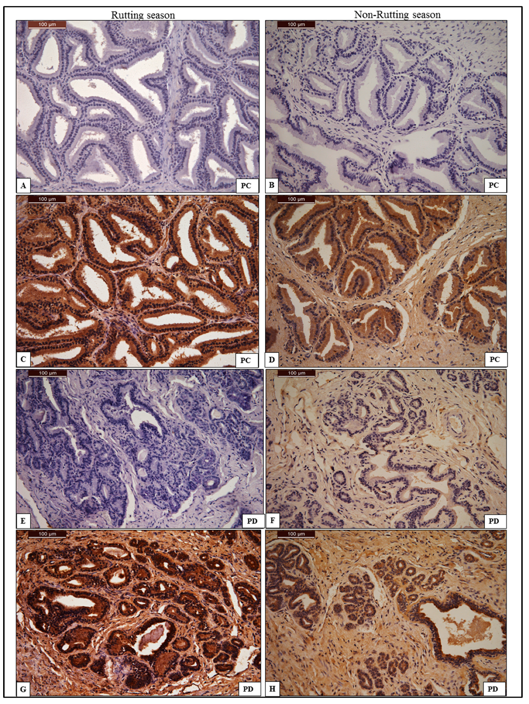 Animals 13 01158 g005 Animals 13 01158 g005