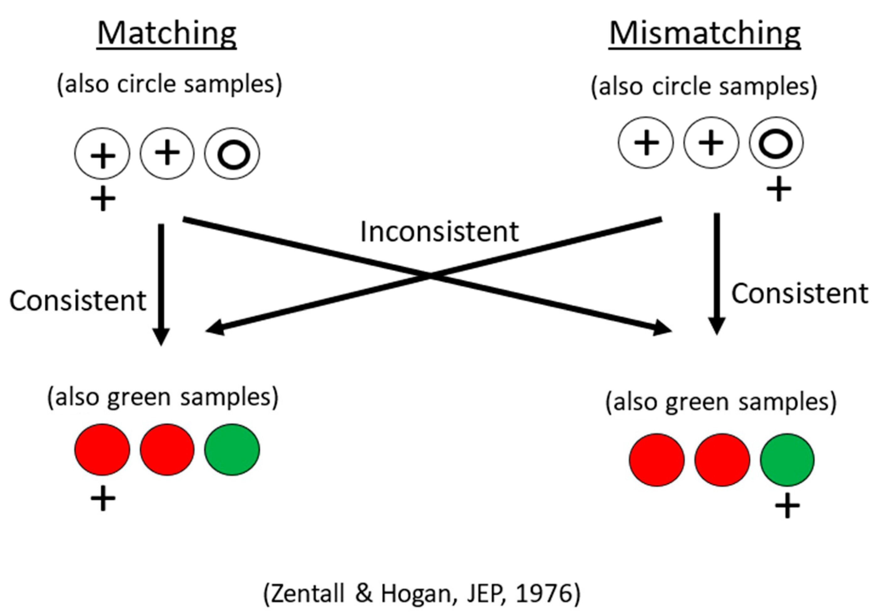 Animals 13 01165 g001