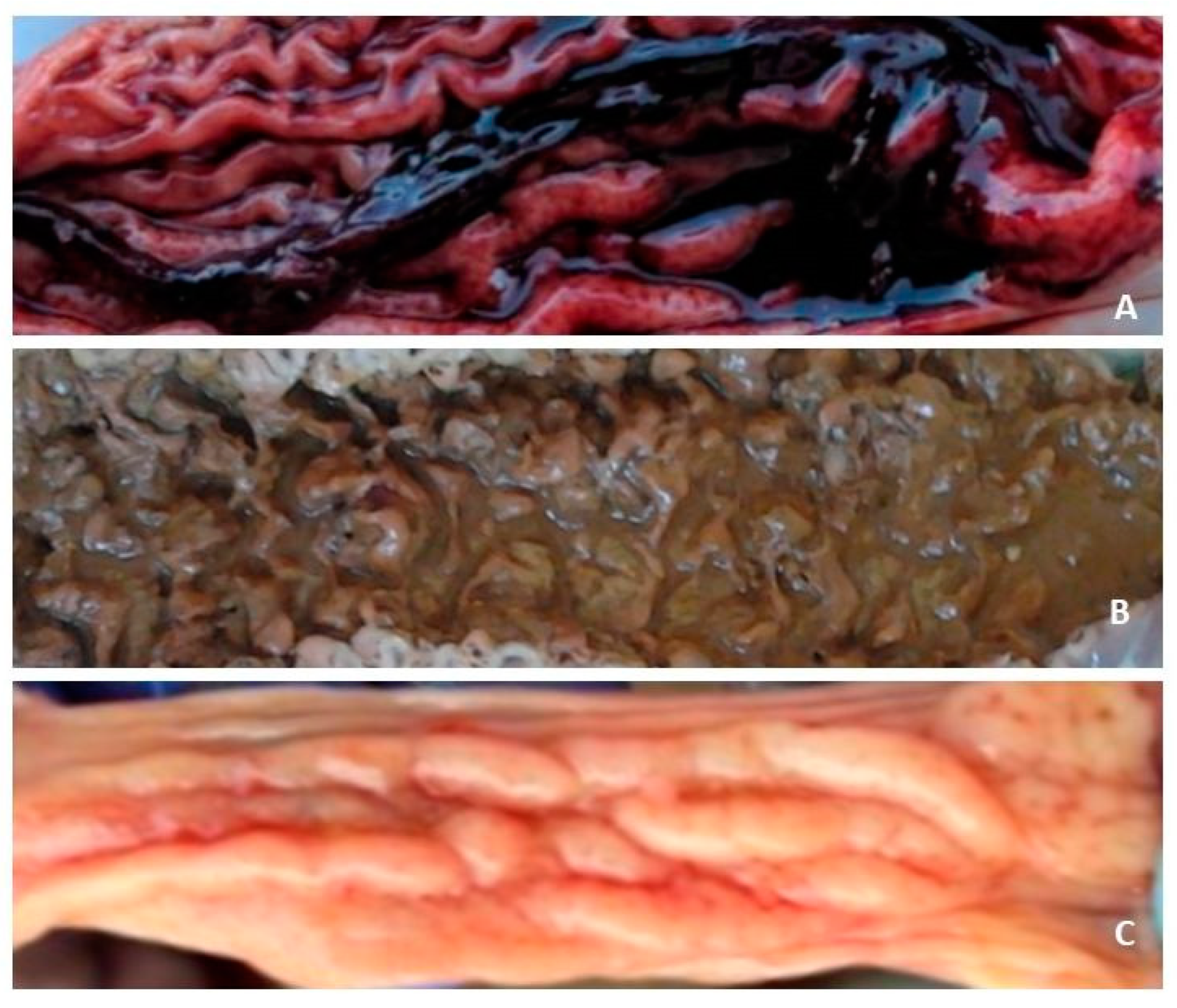 Animals 13 01170 g001