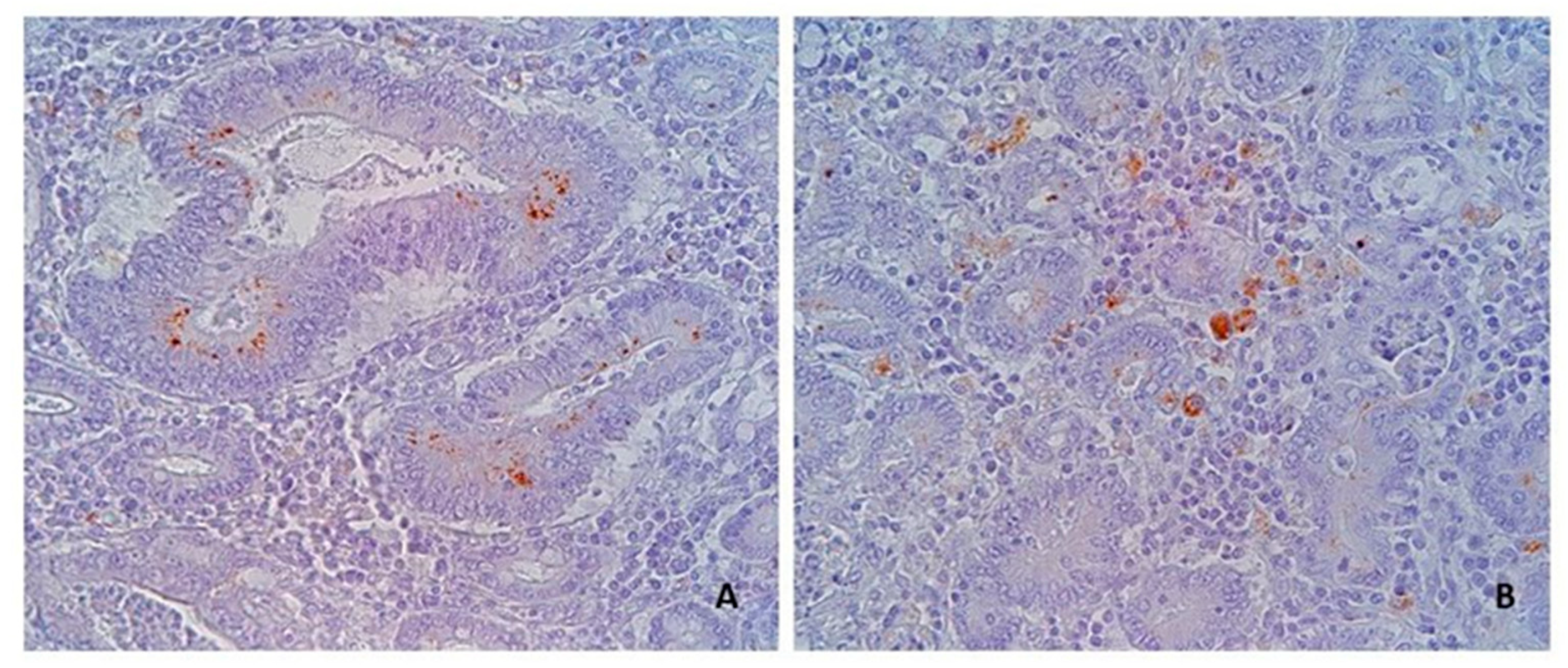 Animals 13 01170 g002