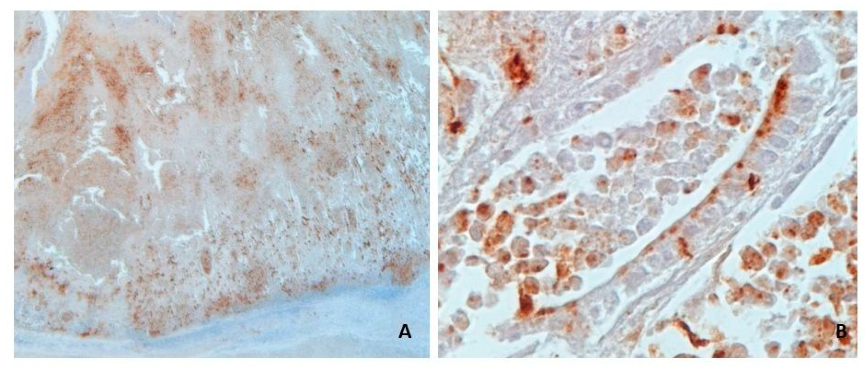 Animals 13 01170 g003