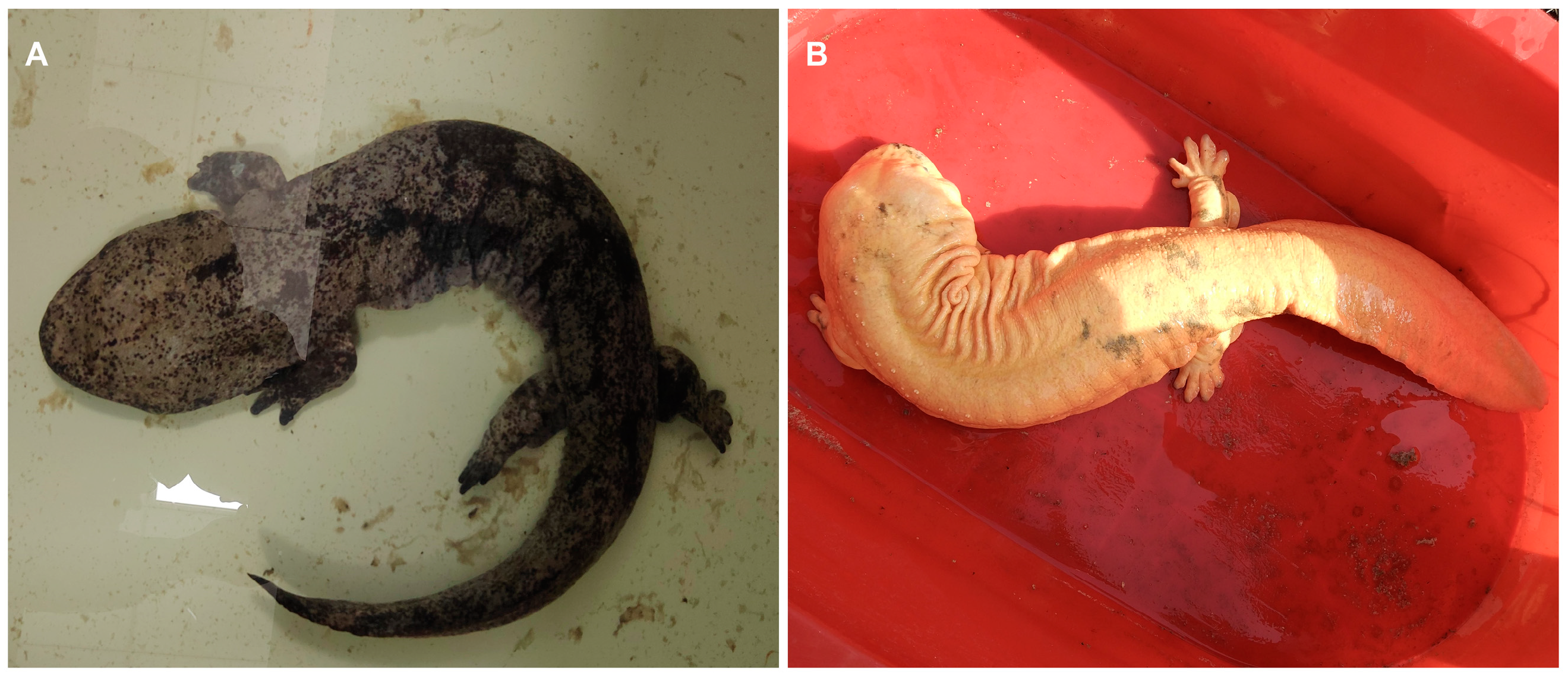 Animals 13 01181 g001 Animals 13 01181 g001