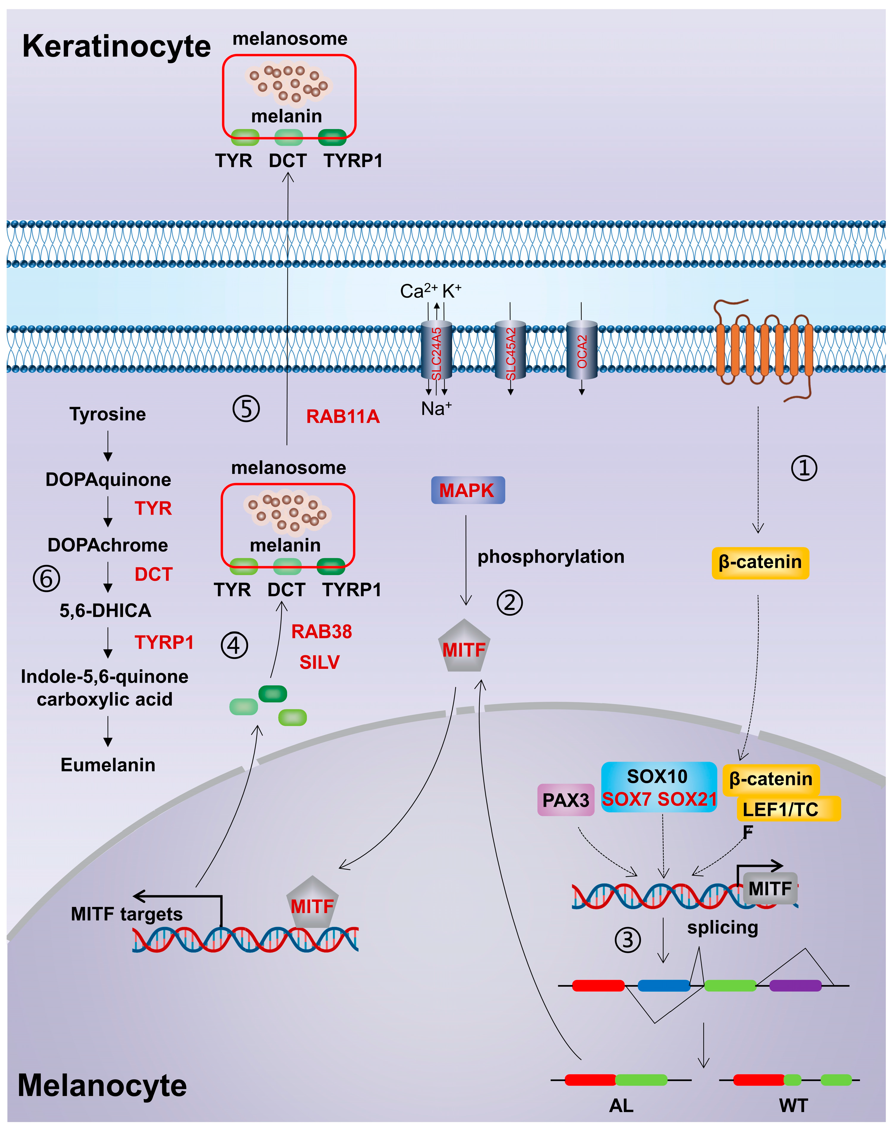 Animals 13 01181 g008 Animals 13 01181 g008