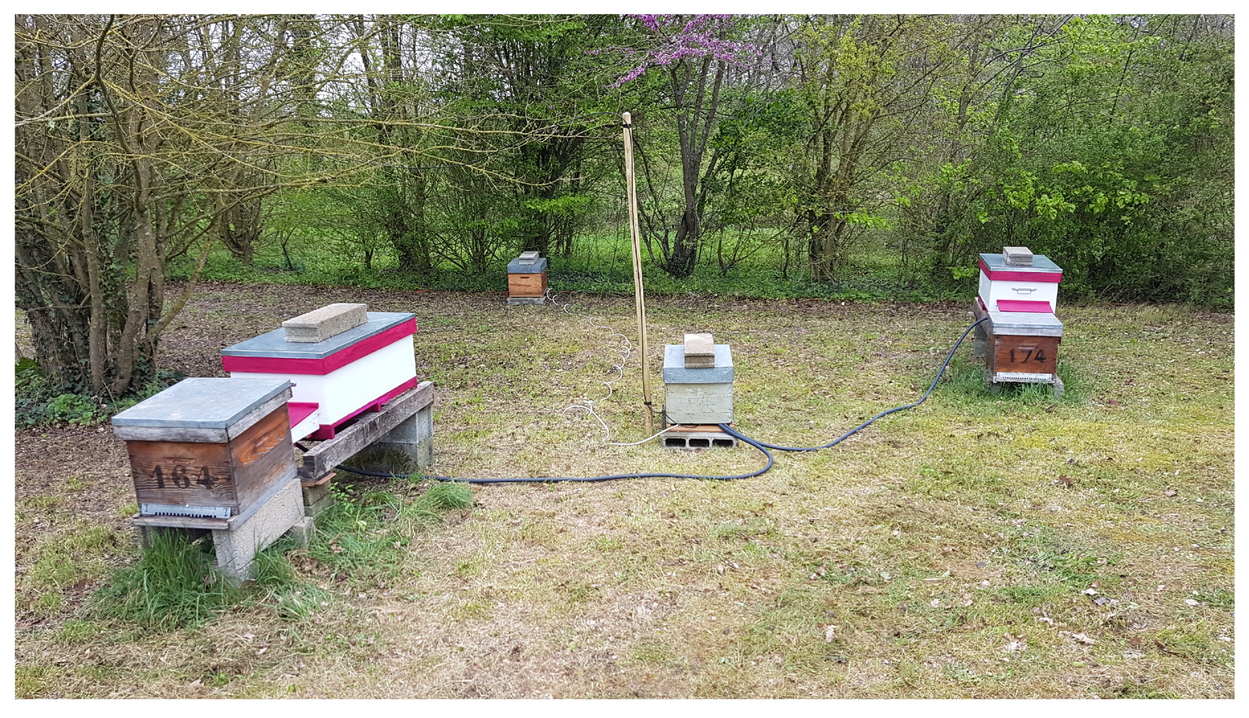 Animals 13 01182 g010