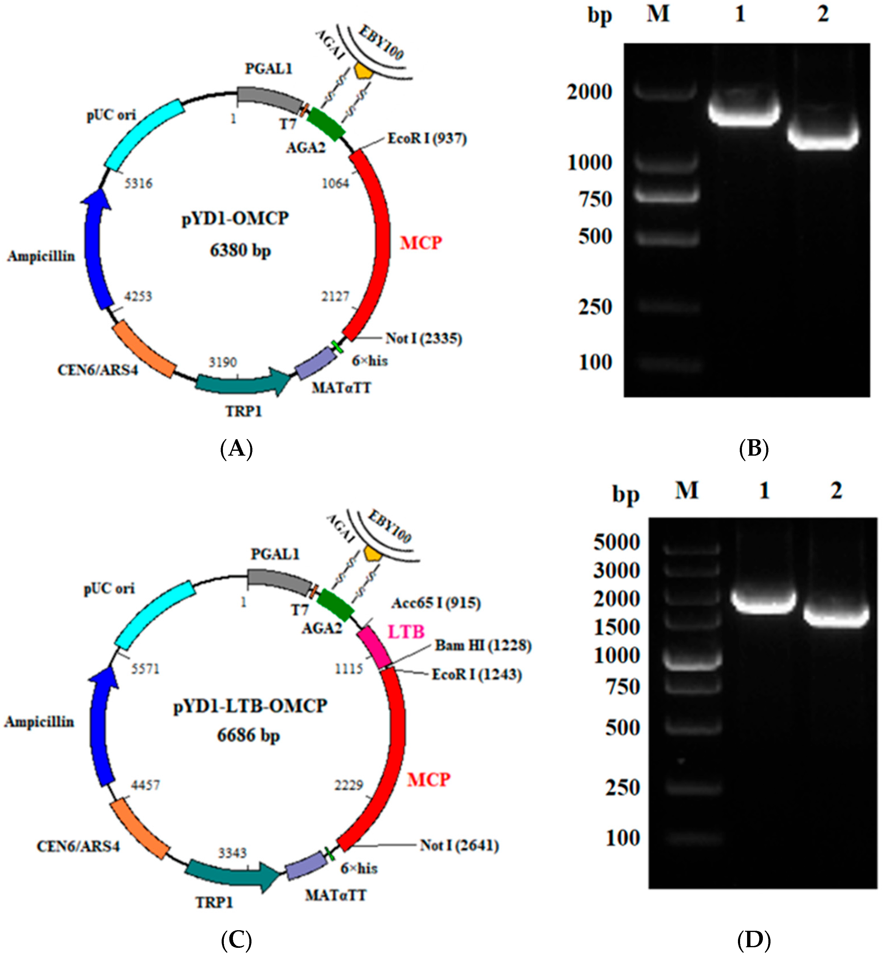 Animals 13 01183 g002a Animals 13 01183 g002a
