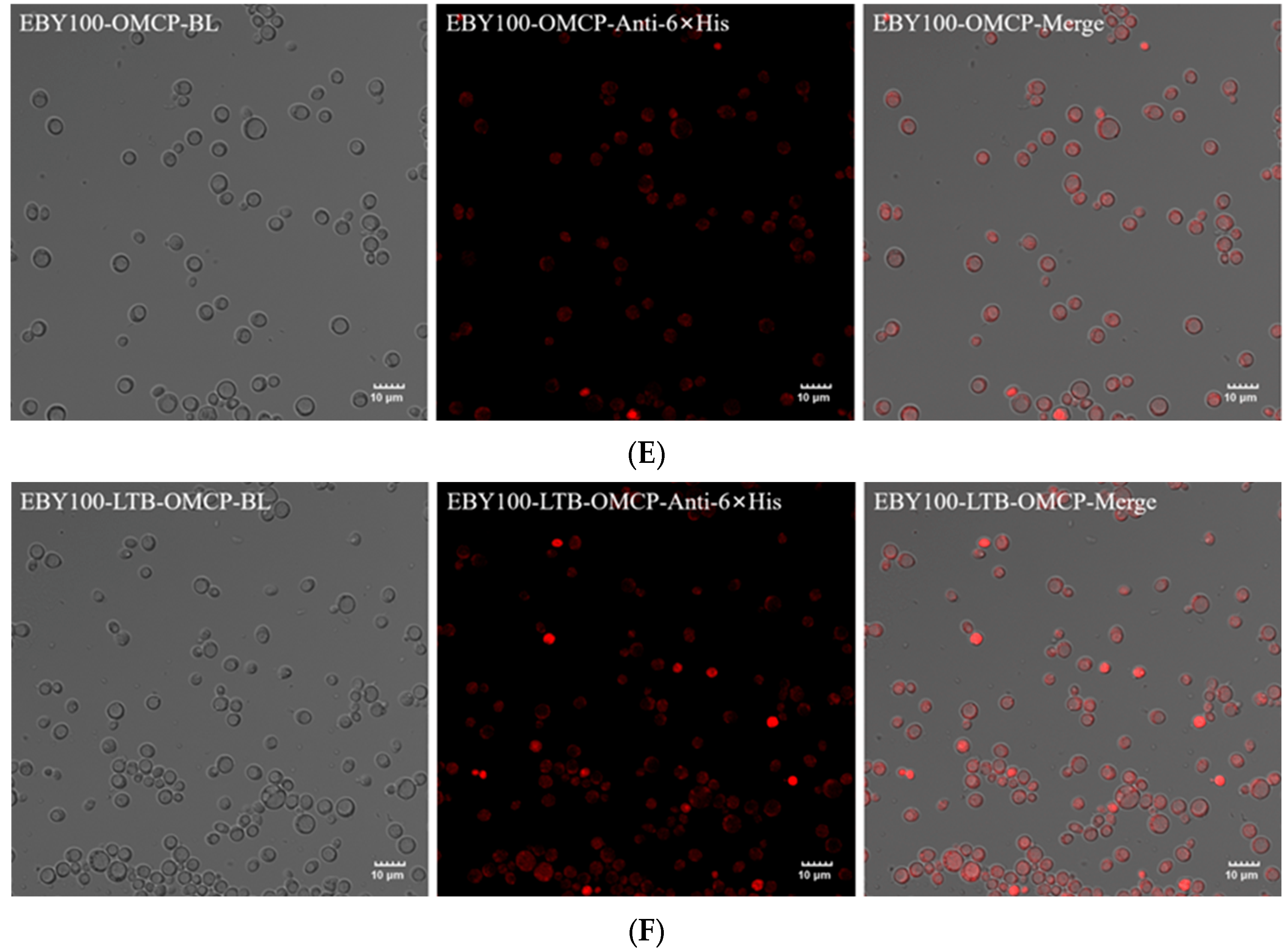 Animals 13 01183 g002b Animals 13 01183 g002b