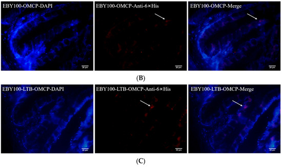 Oral Vaccination of Largemouth Bass (Micropterus salmoides
