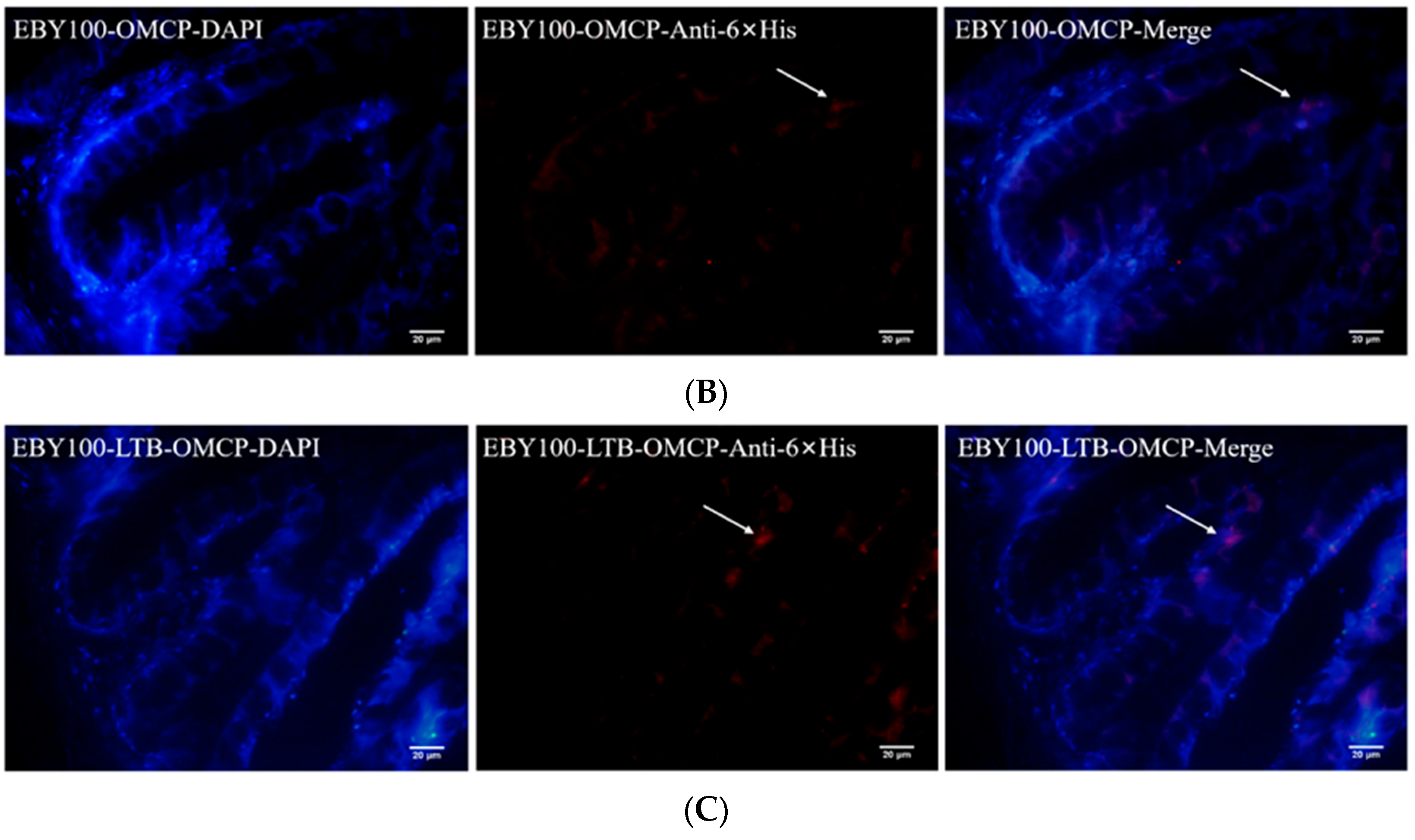 Animals 13 01183 g003b Animals 13 01183 g003b
