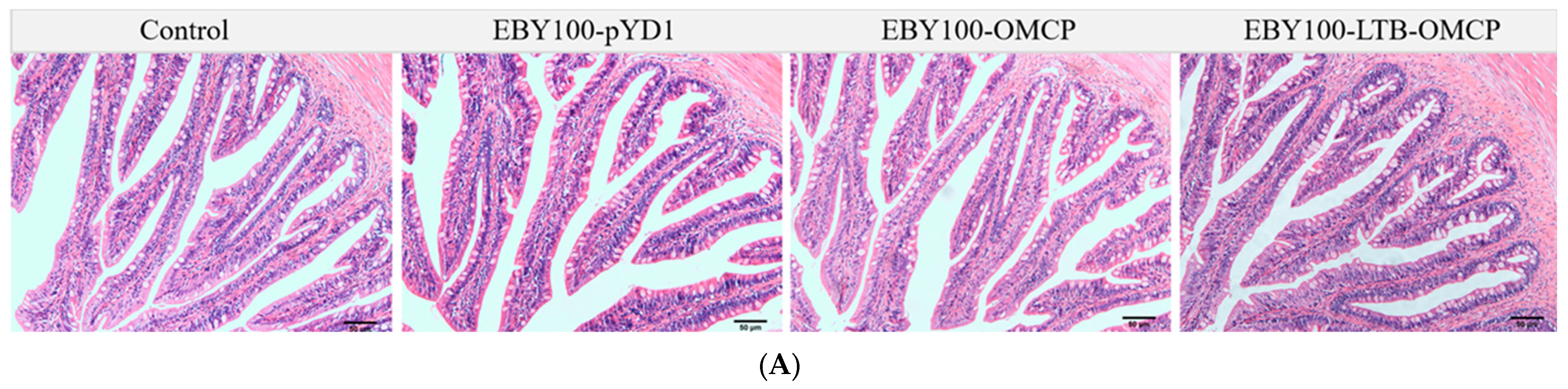 Animals 13 01183 g004a Animals 13 01183 g004a