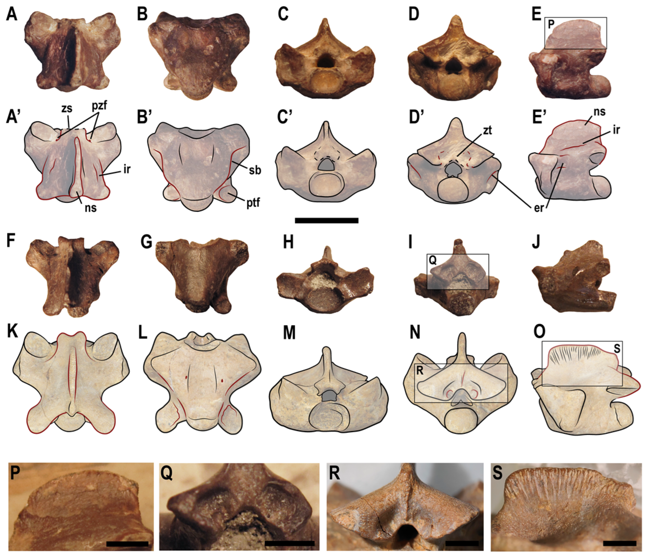 Animals 13 01197 g005