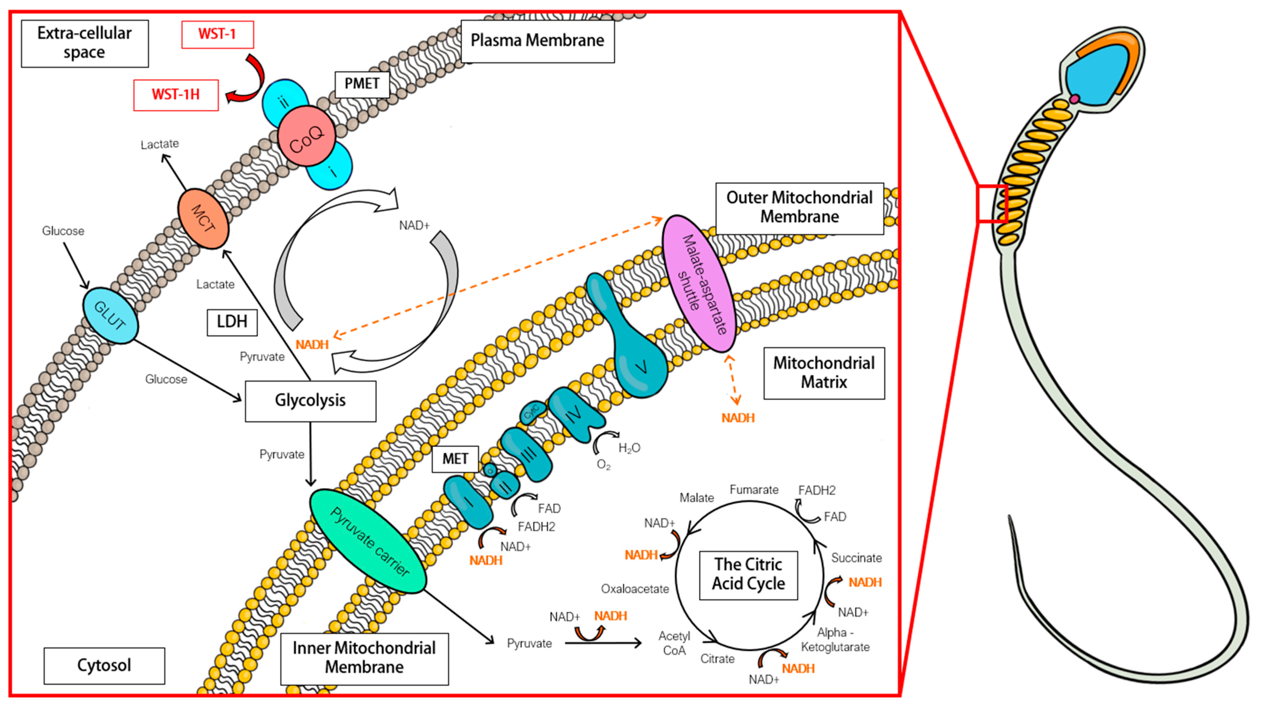 Animals 13 01203 g007