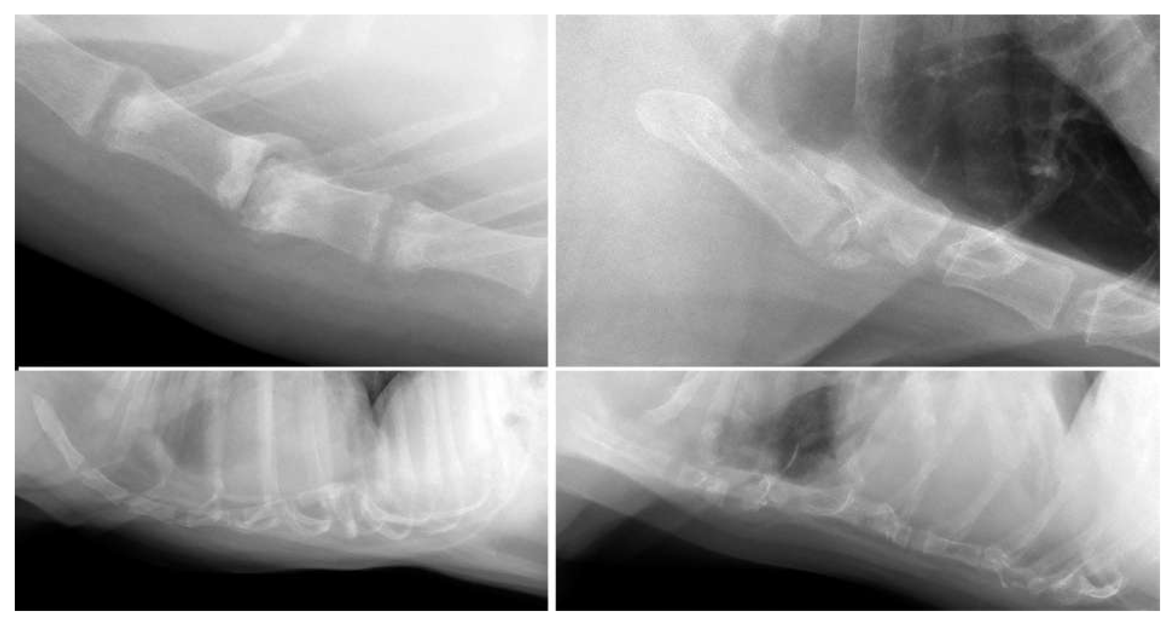 Animals 13 01233 g002 Animals 13 01233 g002