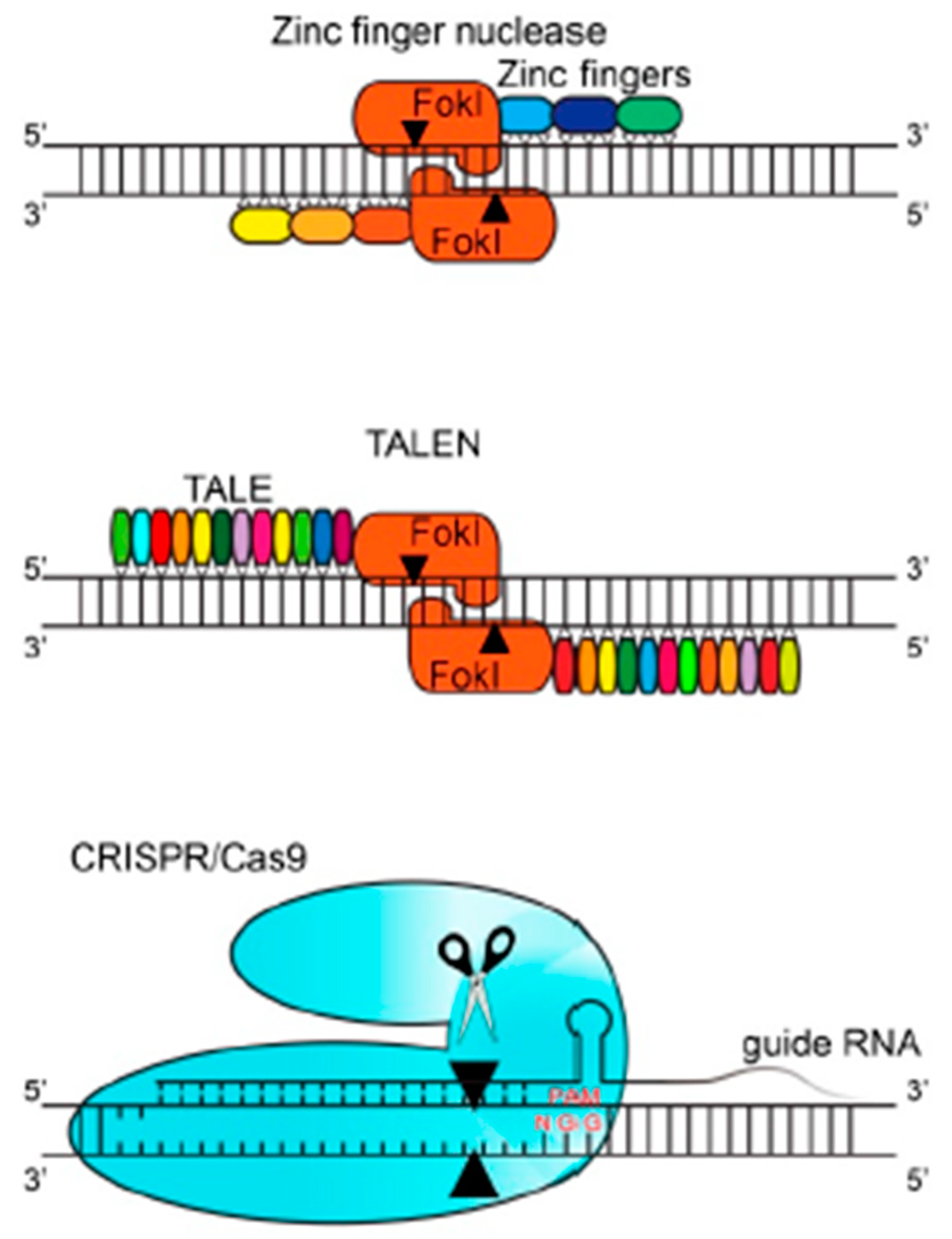 Animals | Free Full-Text | Review: Recent Applications of Gene