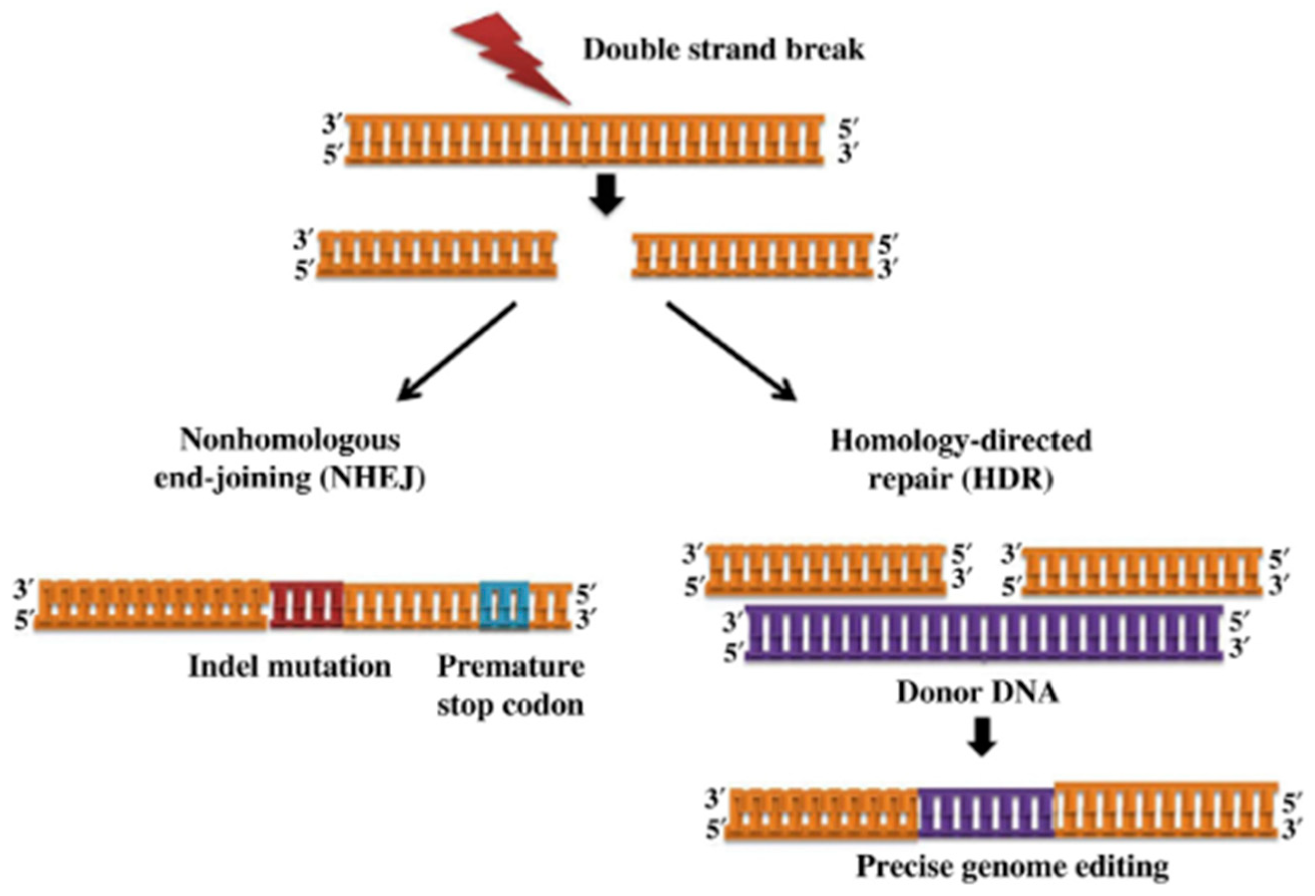 Animals 13 01250 g002