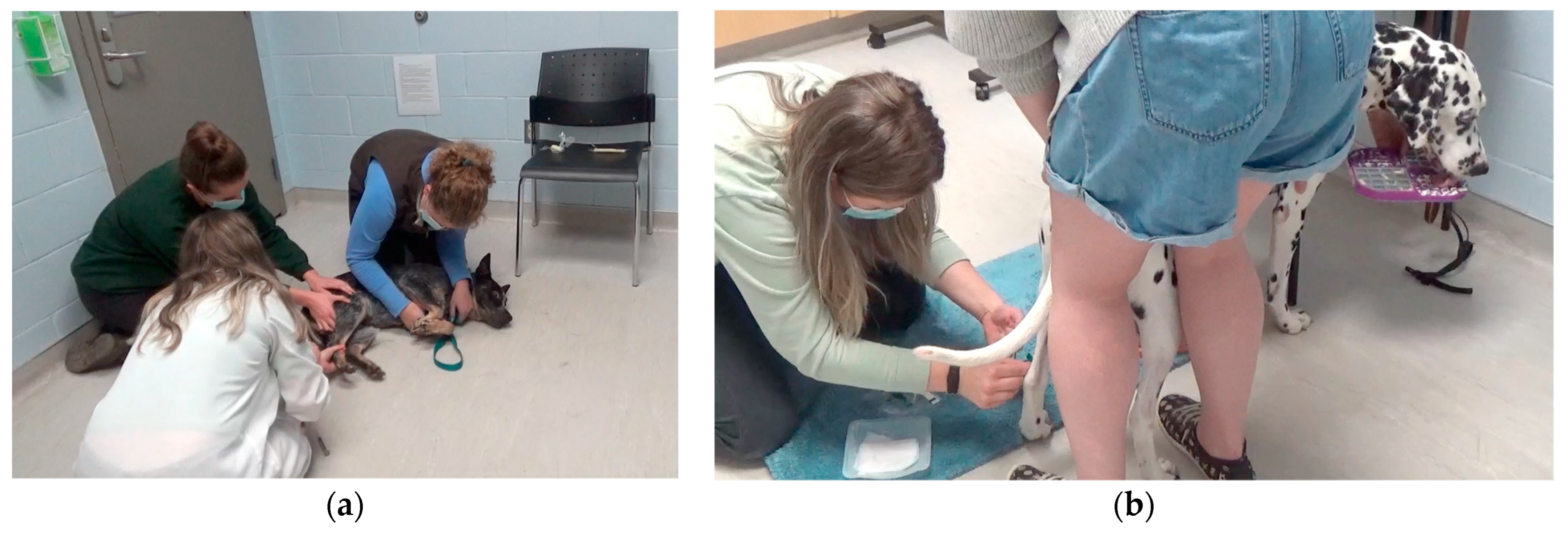 Animals 13 01253 g004