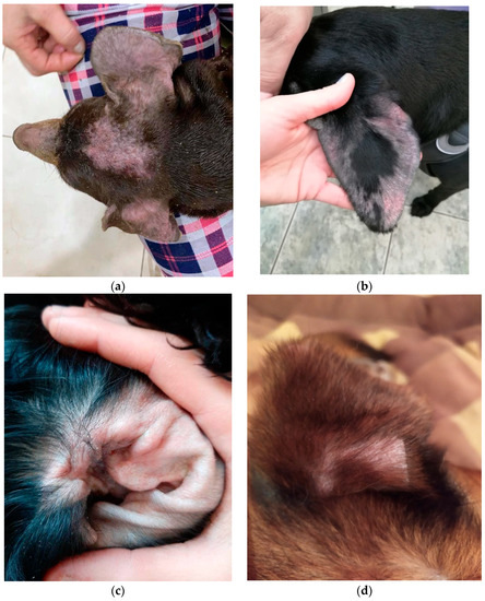 In Vitro Activity of Farnesol against Malassezia pachydermatis Isolates from Otitis Externa Cases in Dogs