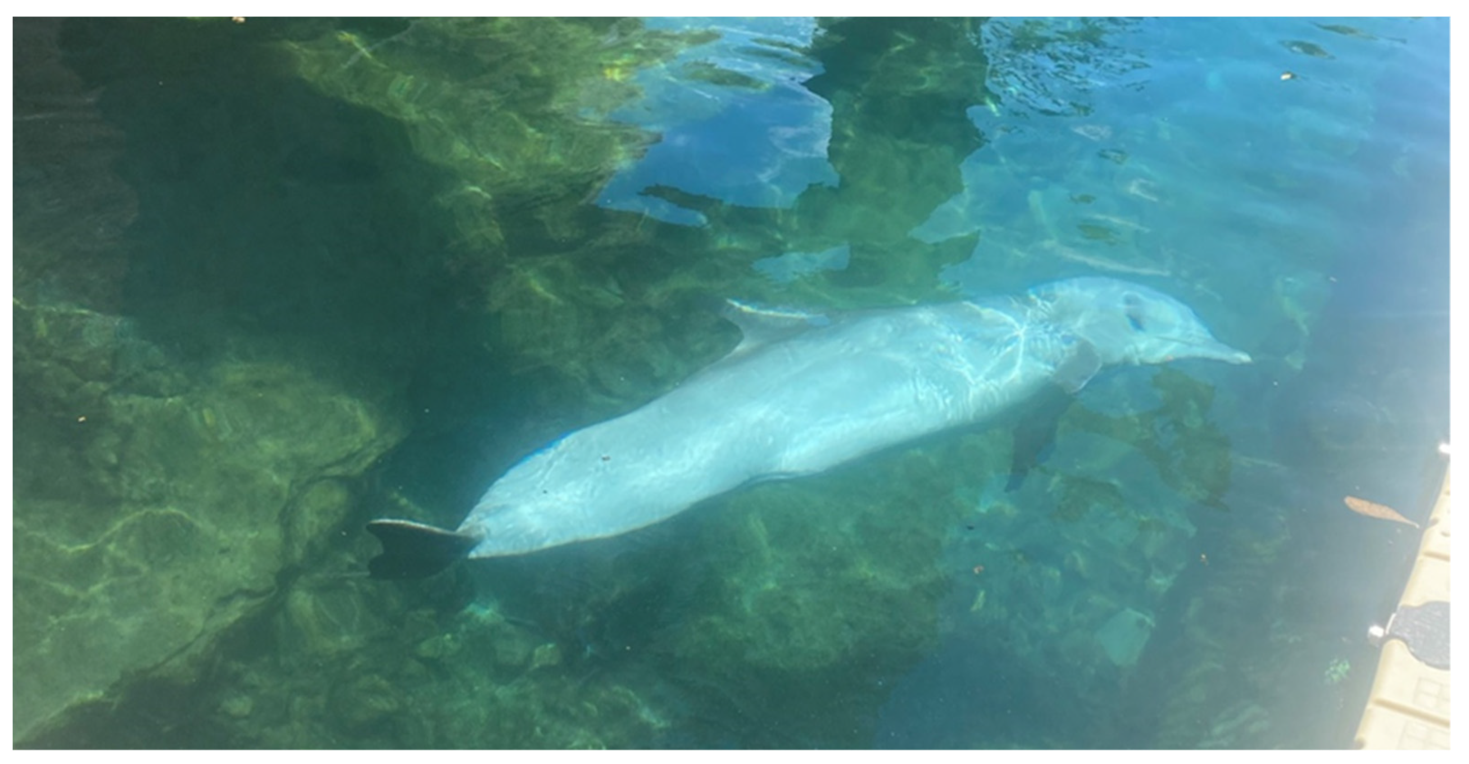 Animals 13 01269 g004