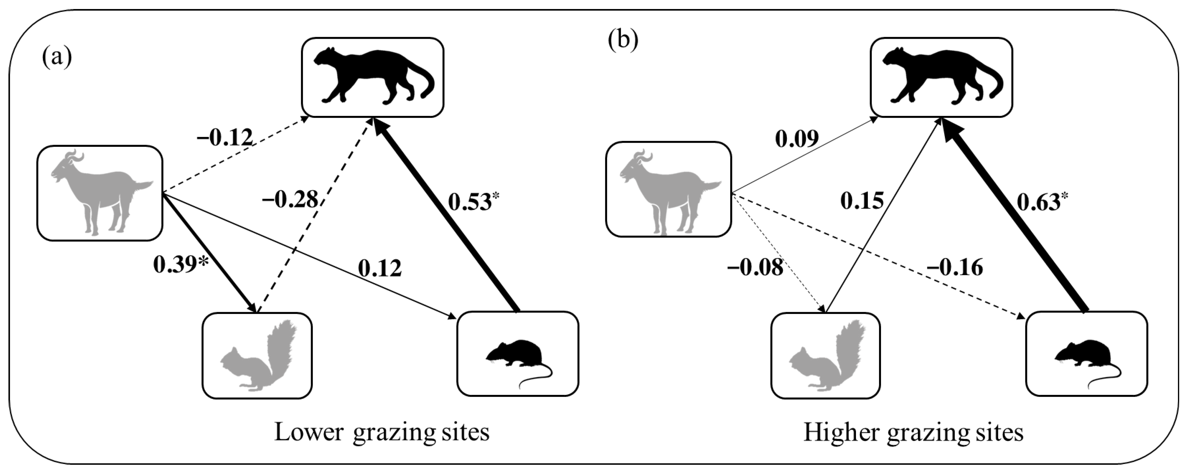 Animals | Free Full-Text | Fine-Scale Interactions between Leopard Cats