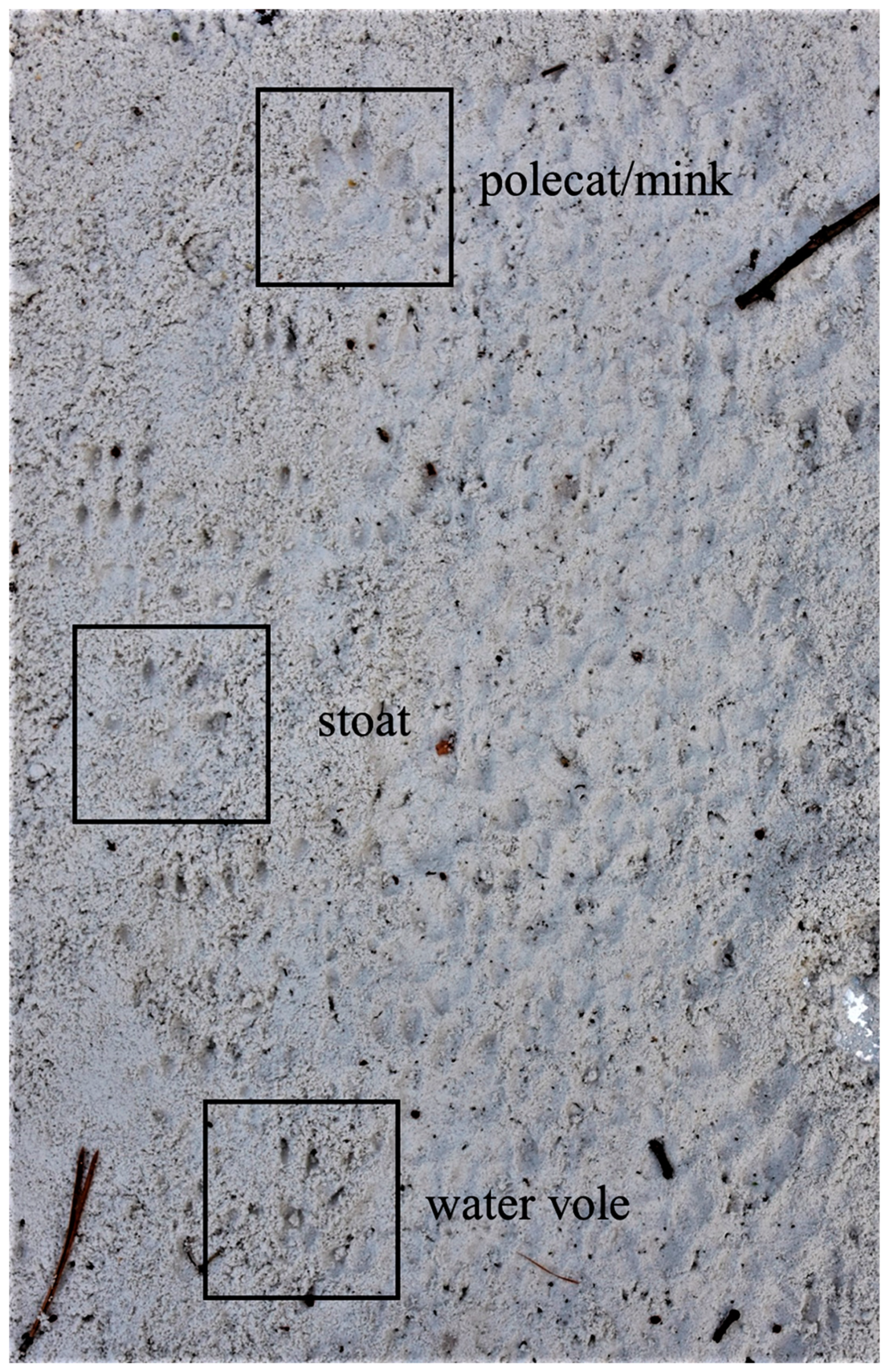 Animals 13 01302 g003 Animals 13 01302 g003