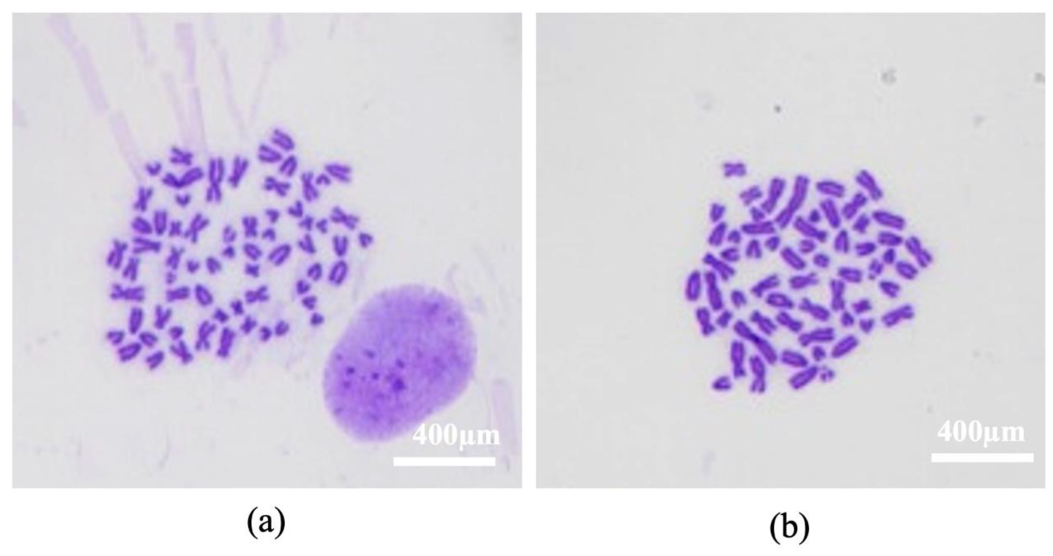 Animals 13 01312 g006 Animals 13 01312 g006