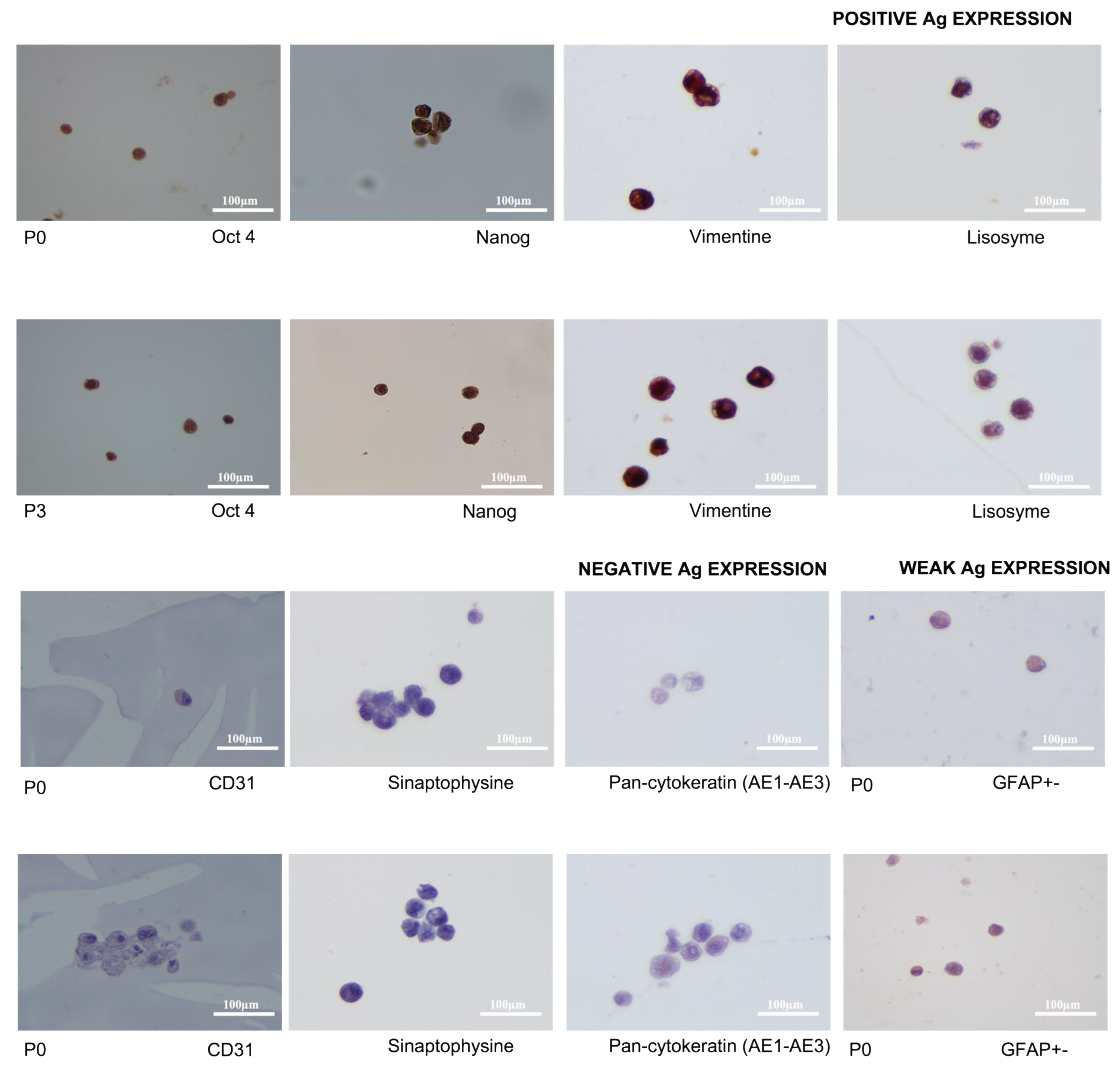 Animals 13 01312 g008 Animals 13 01312 g008