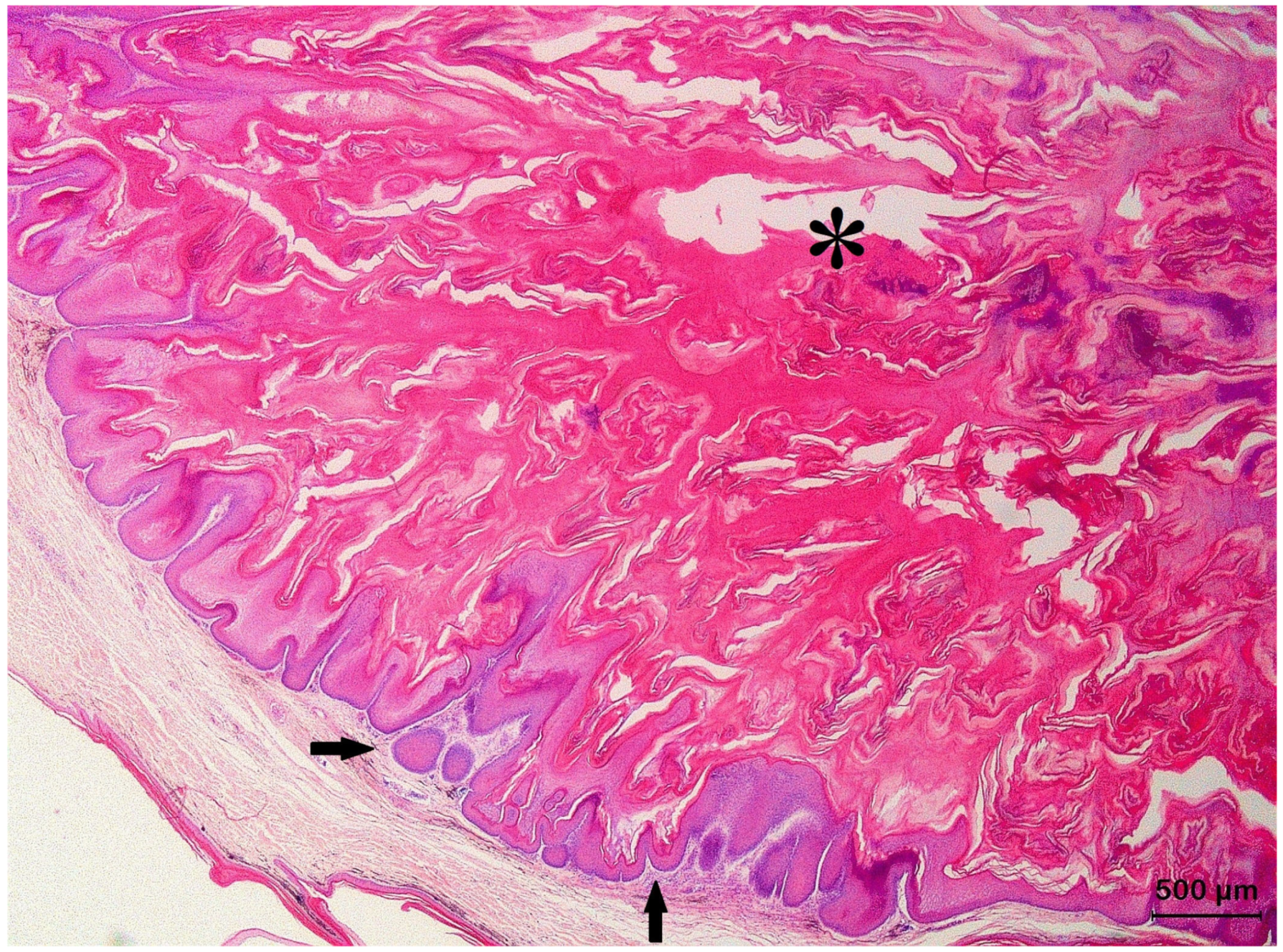 Animals 13 01327 g004