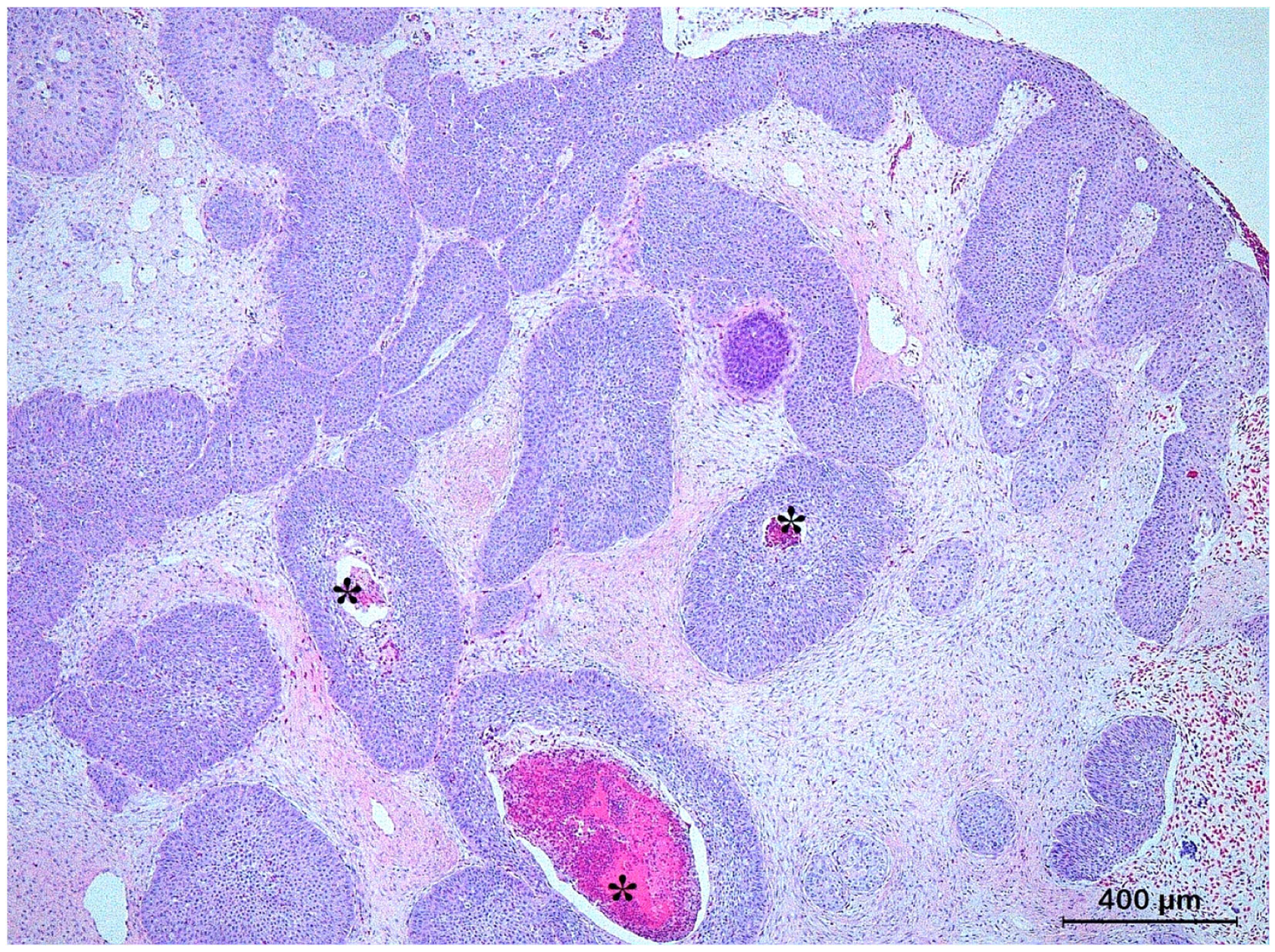 Animals 13 01327 g006