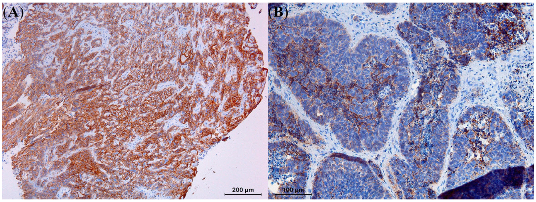 Animals 13 01327 g009