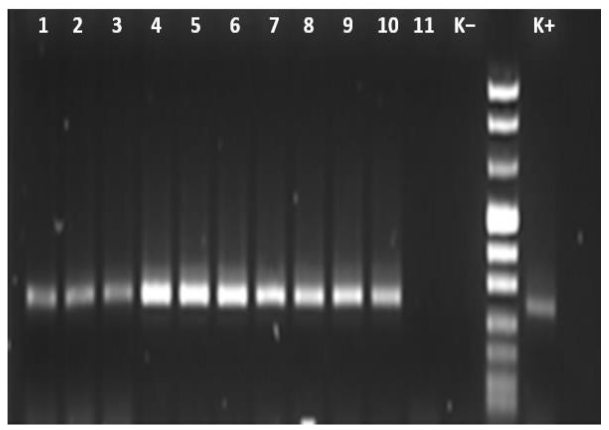 Animals 13 01332 g001 Animals 13 01332 g001