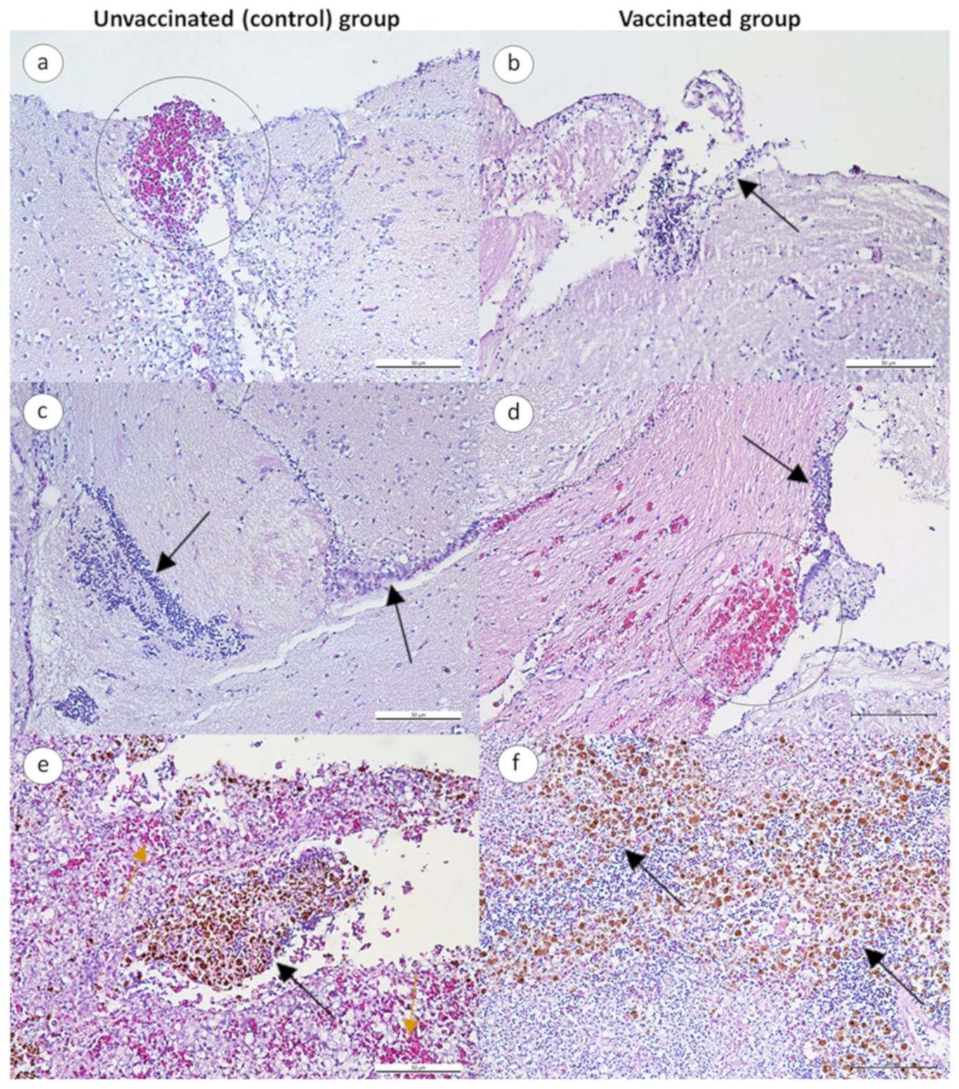 Animals 13 01346 g005