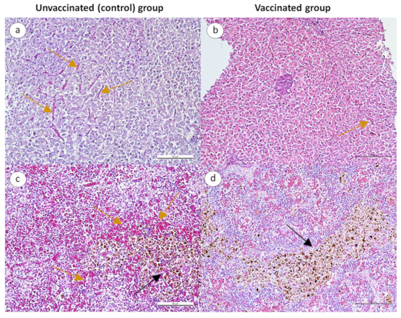 Animals 13 01346 g006
