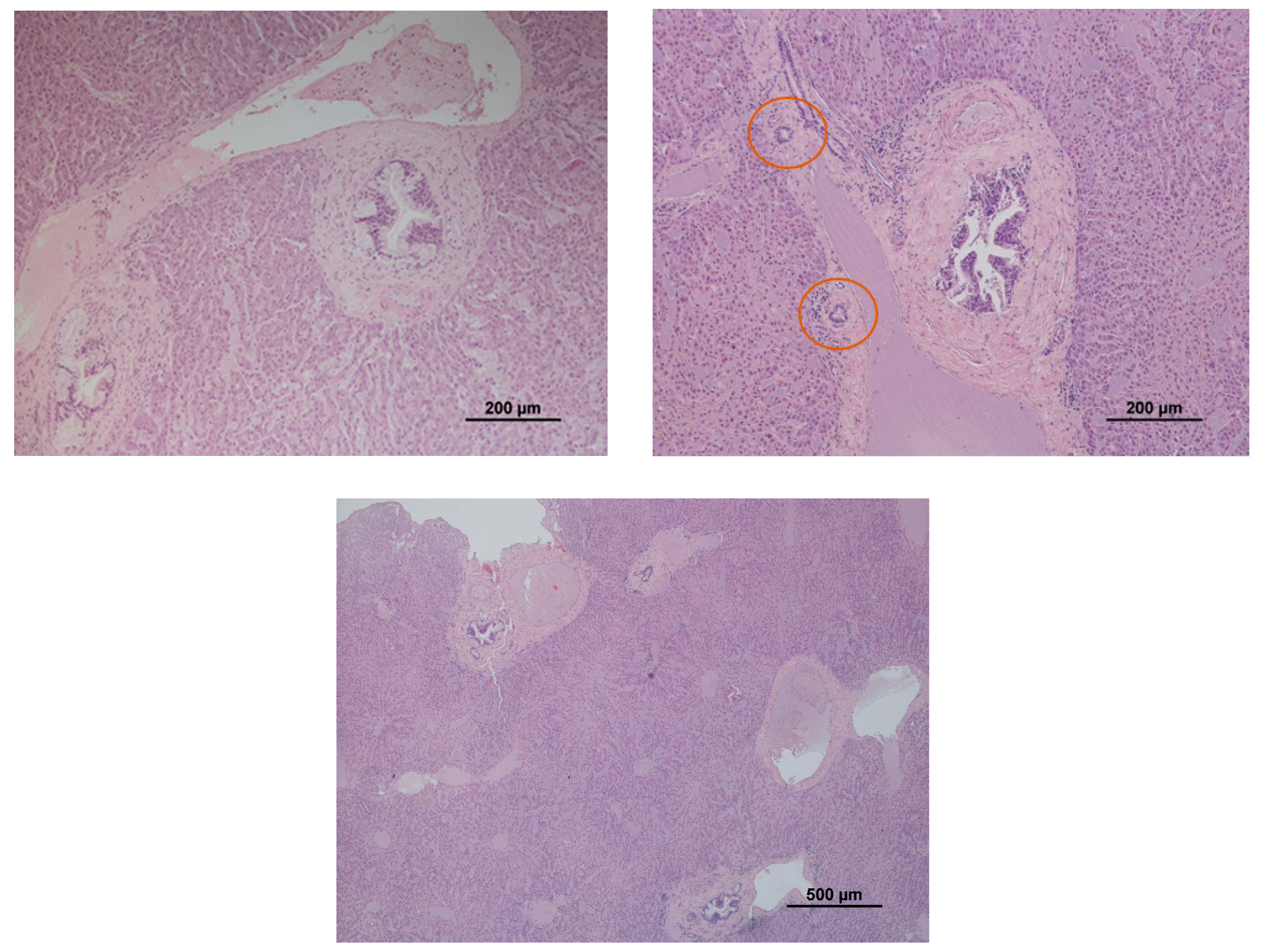 Animals 13 01359 g001 Animals 13 01359 g001