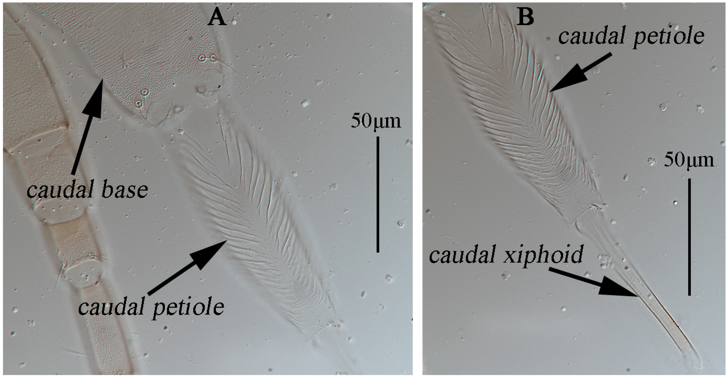 Animals 13 01363 g005 Animals 13 01363 g005