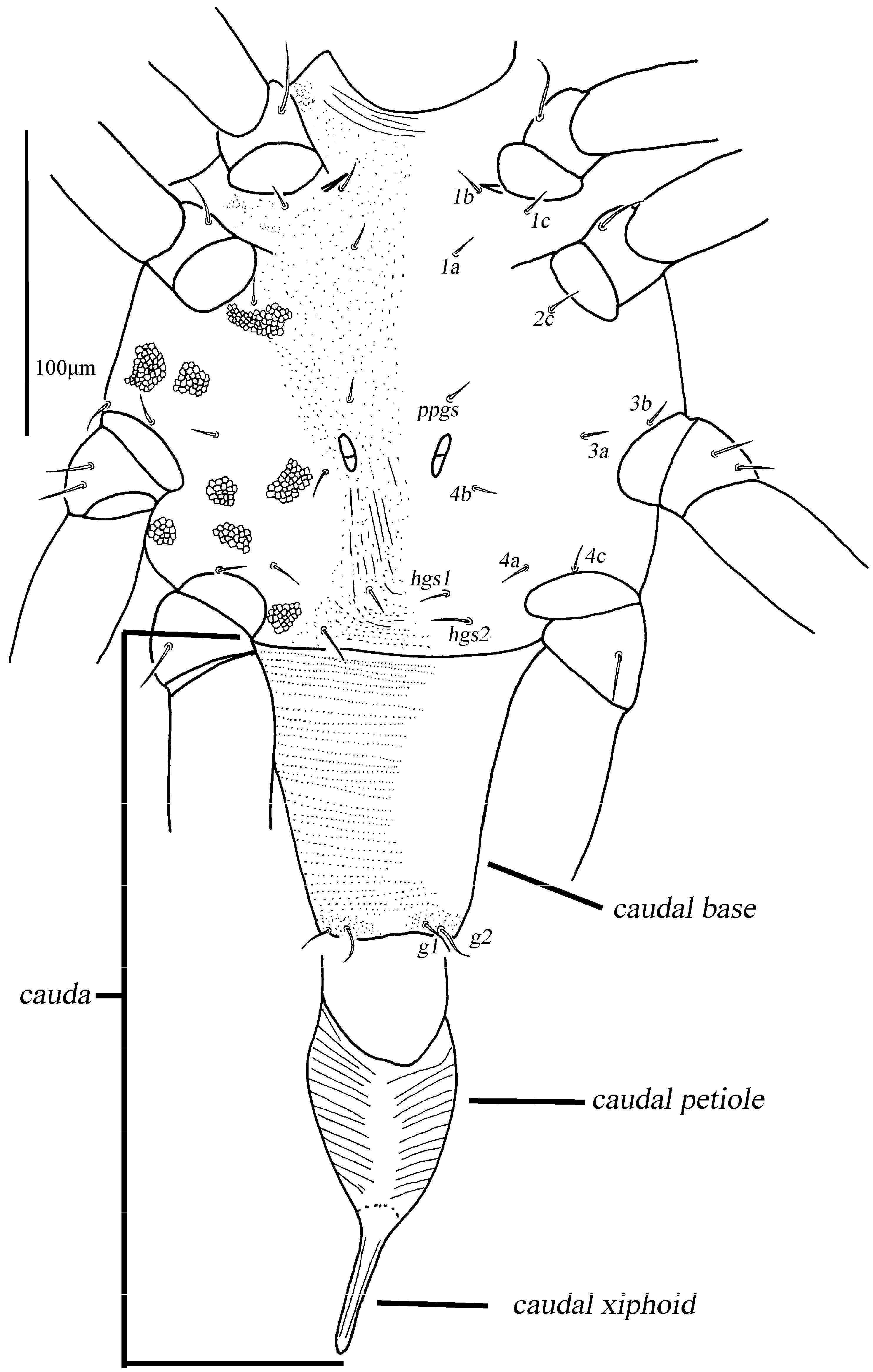 Animals 13 01363 g010 Animals 13 01363 g010