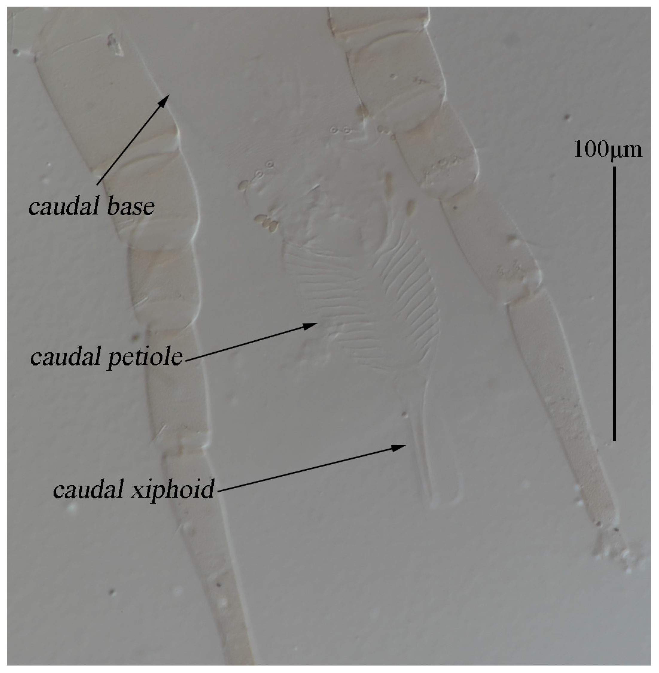 Animals 13 01363 g011 Animals 13 01363 g011