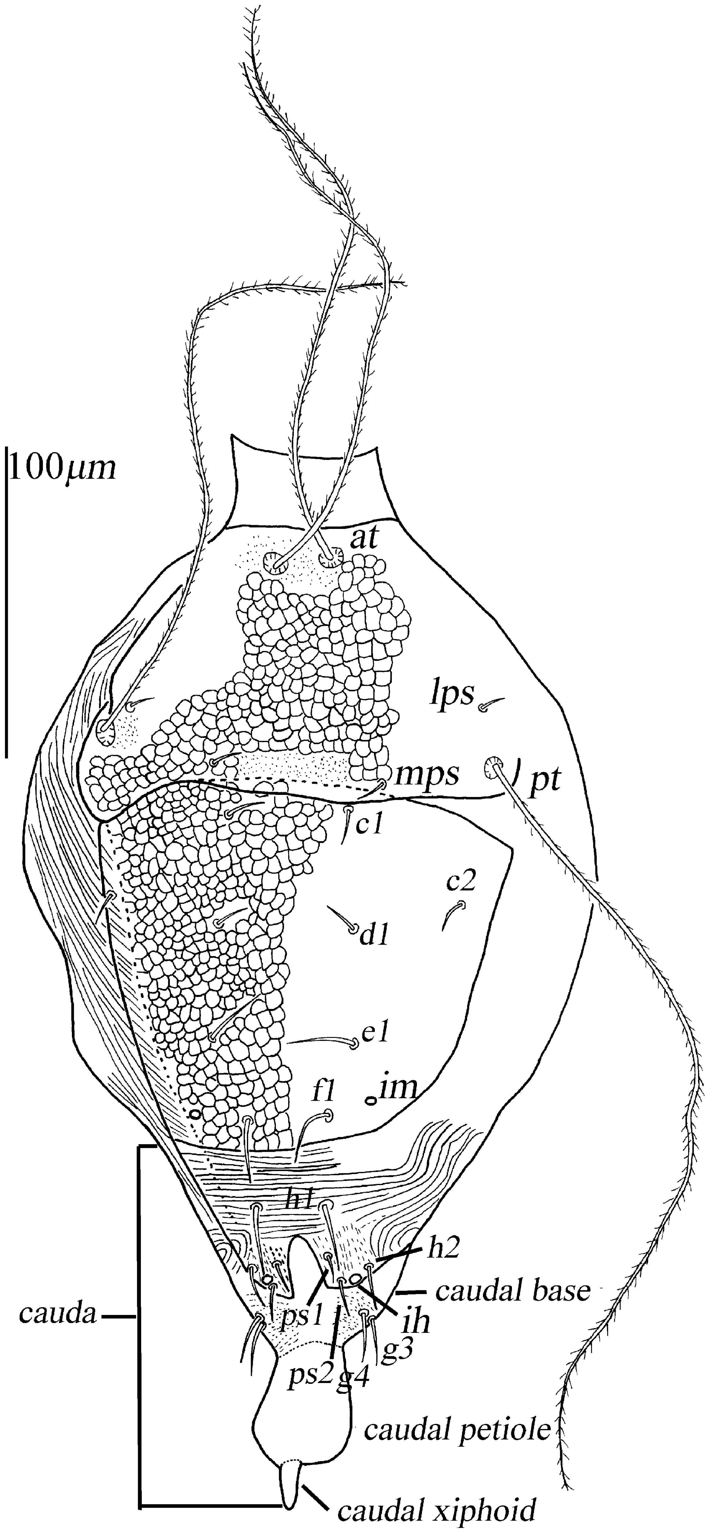 Animals 13 01363 g015 Animals 13 01363 g015