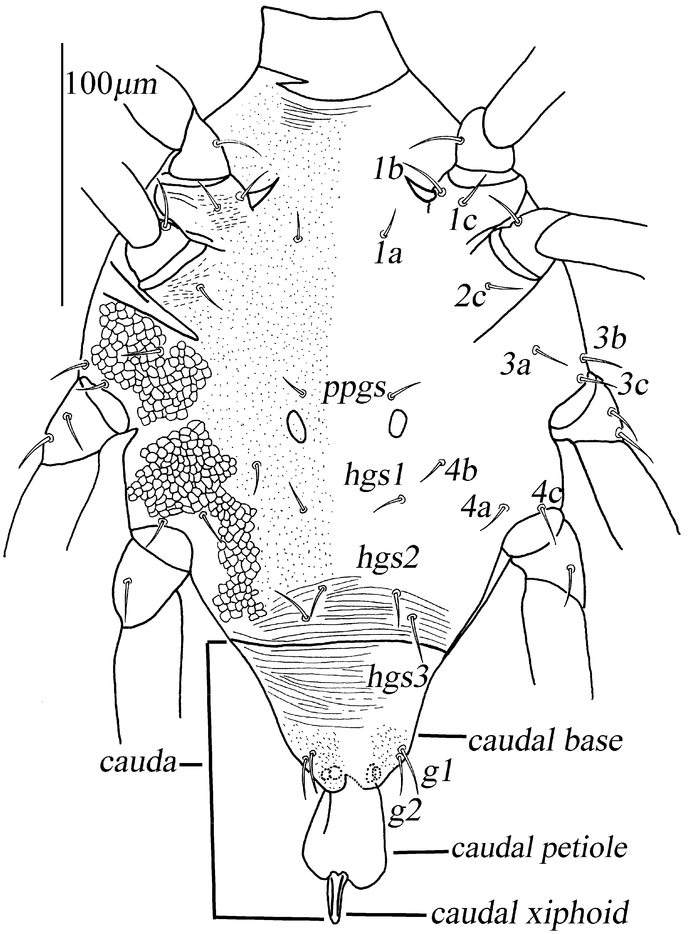 Animals 13 01363 g017 Animals 13 01363 g017