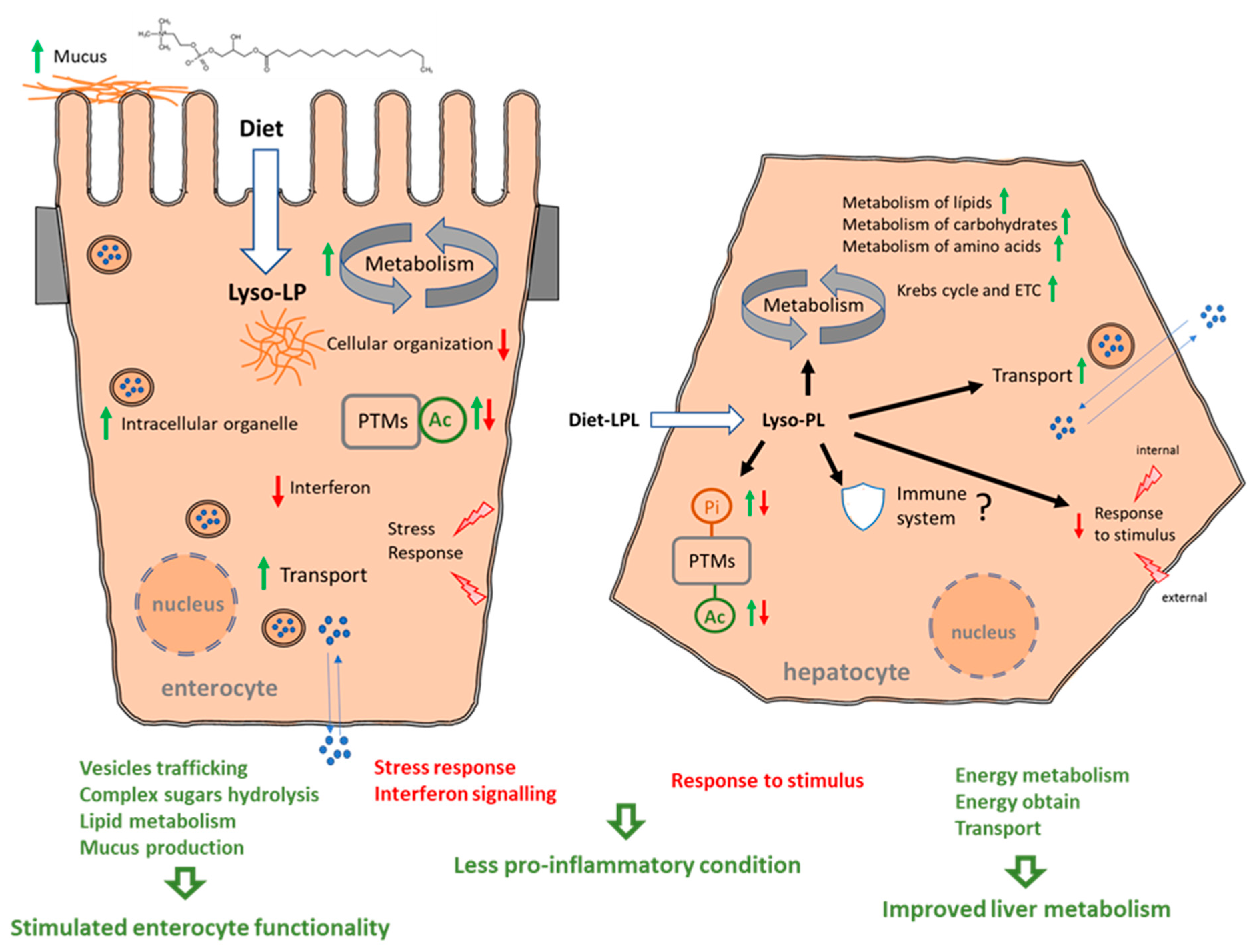 Animals 13 01381 g009 Animals 13 01381 g009