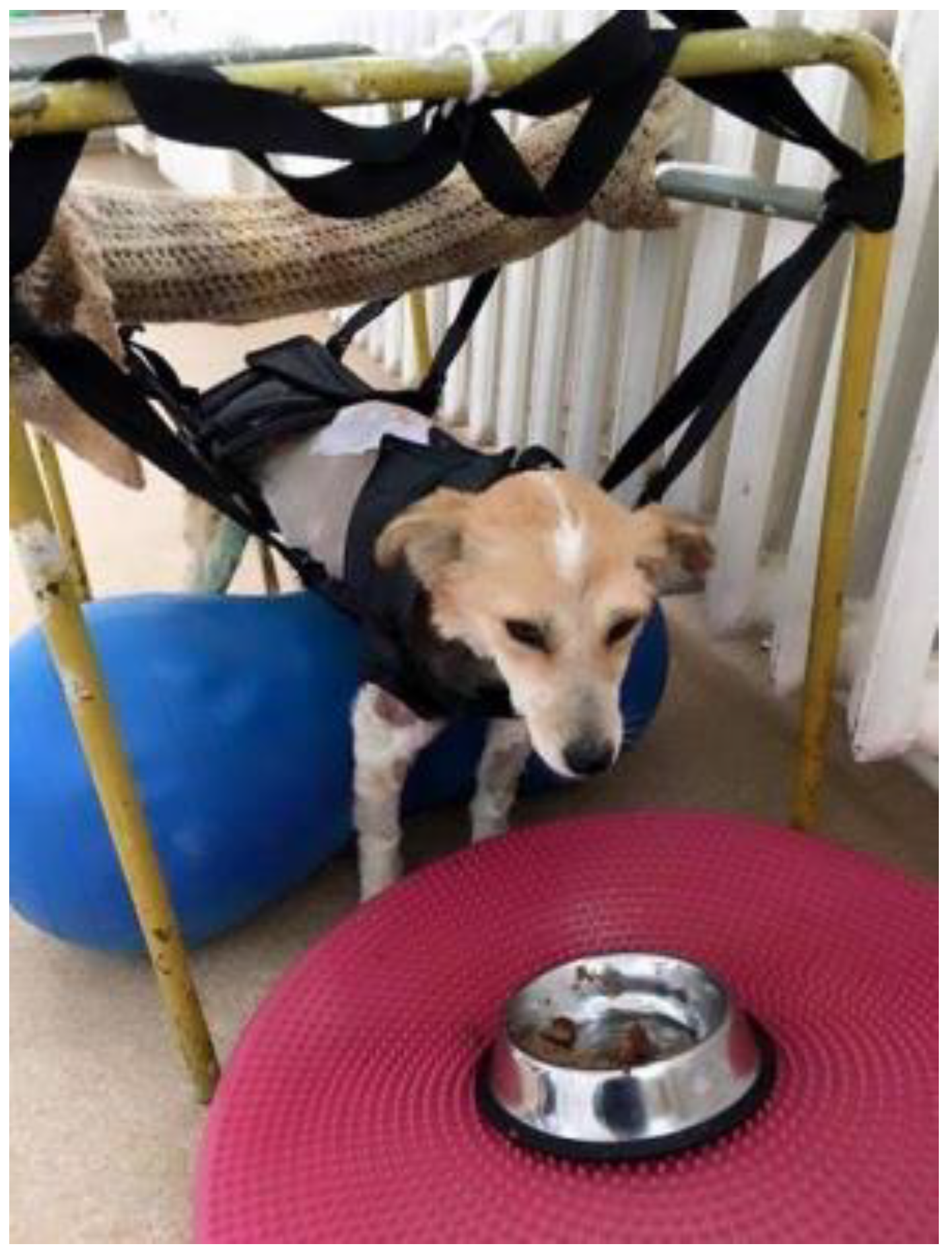 Animals Free Full-Text Recovery of Spinal Walking in Paraplegic Dogs Using Physiotherapy and Supportive Devices to Maintain the Standing Position photo