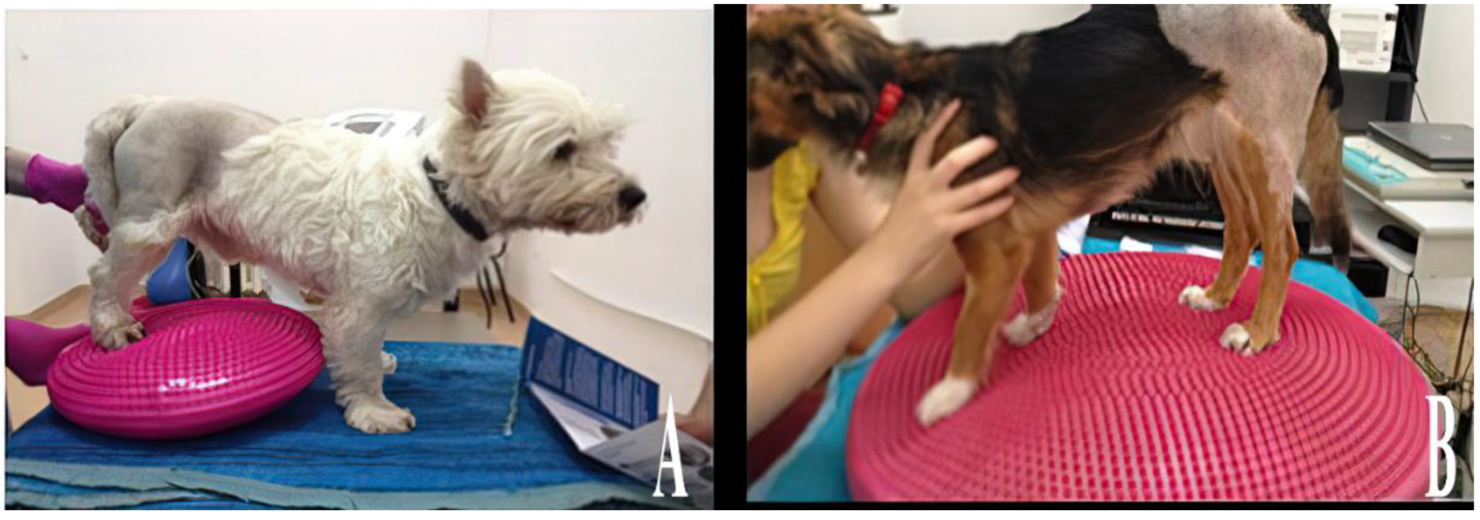 Animals 13 01398 g007