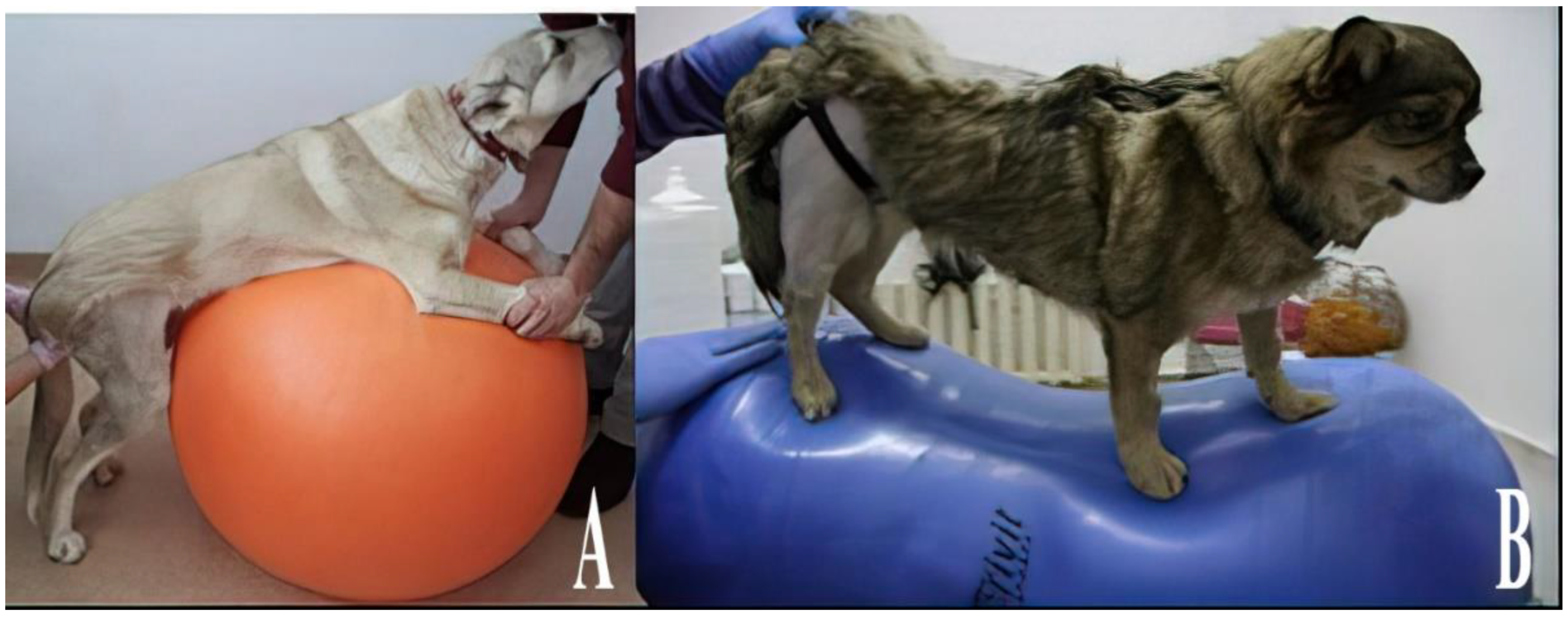 Animals 13 01398 g008