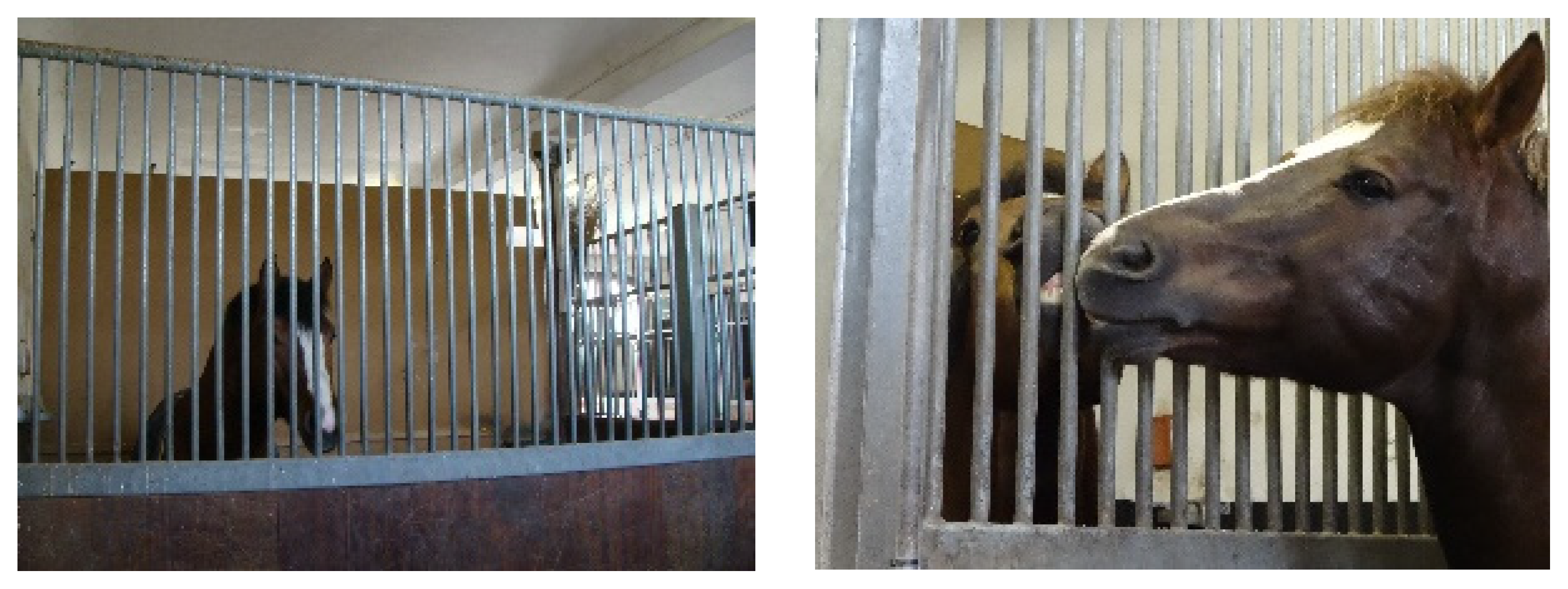 Animals 13 01408 g001 Animals 13 01408 g001