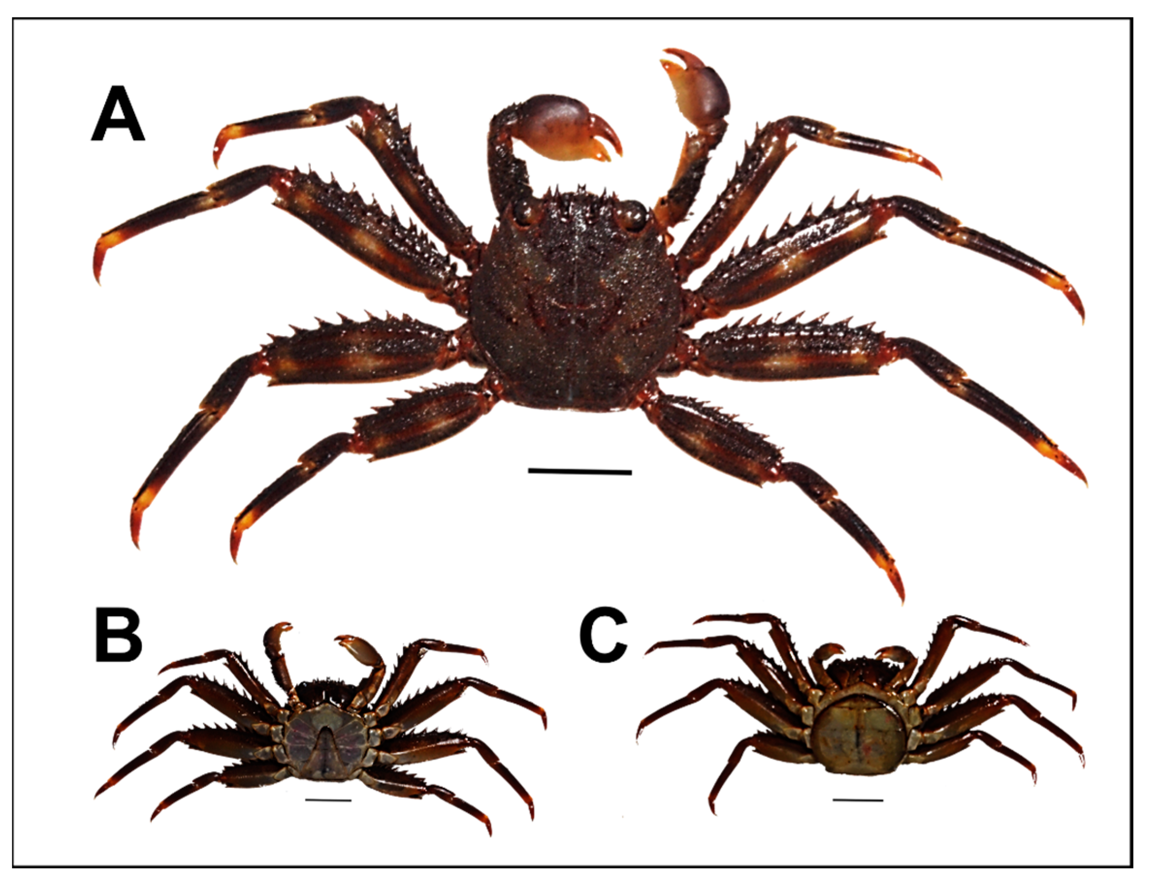 Crustaceans In The Genus Cyclops Nyt 33 - 6spfuw8