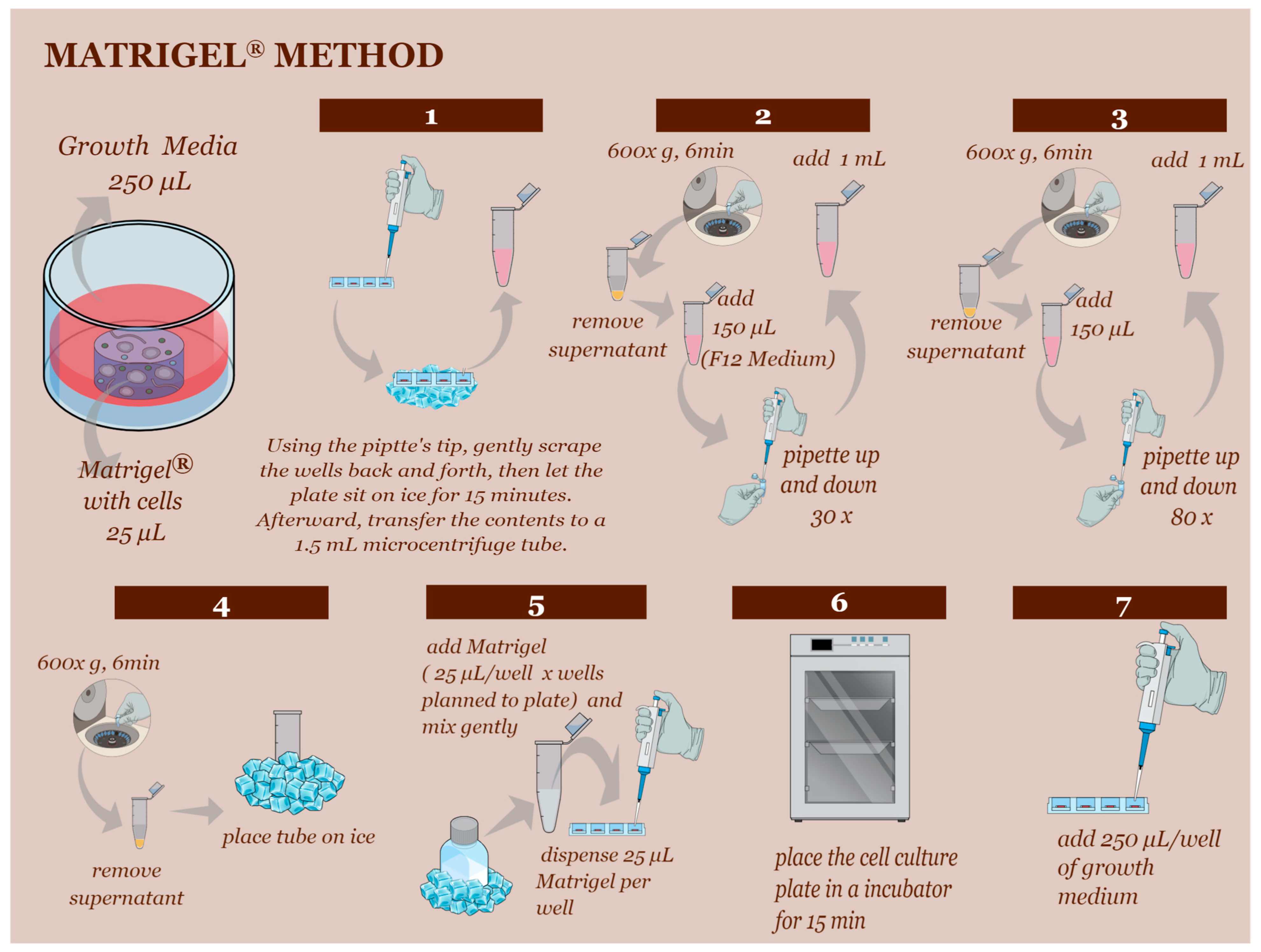 Animals 13 01435 g002 Animals 13 01435 g002