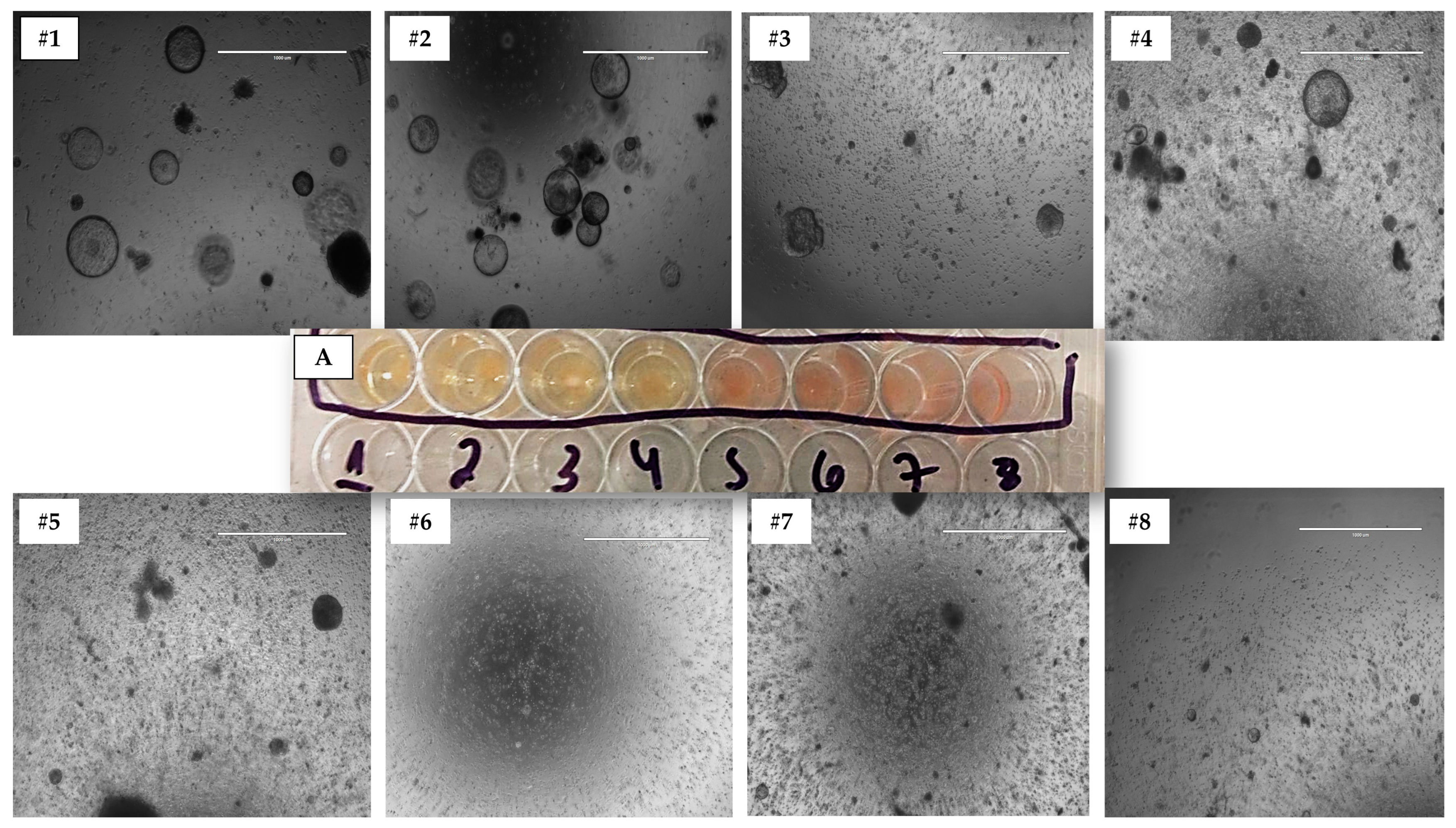 Animals 13 01435 g004 Animals 13 01435 g004