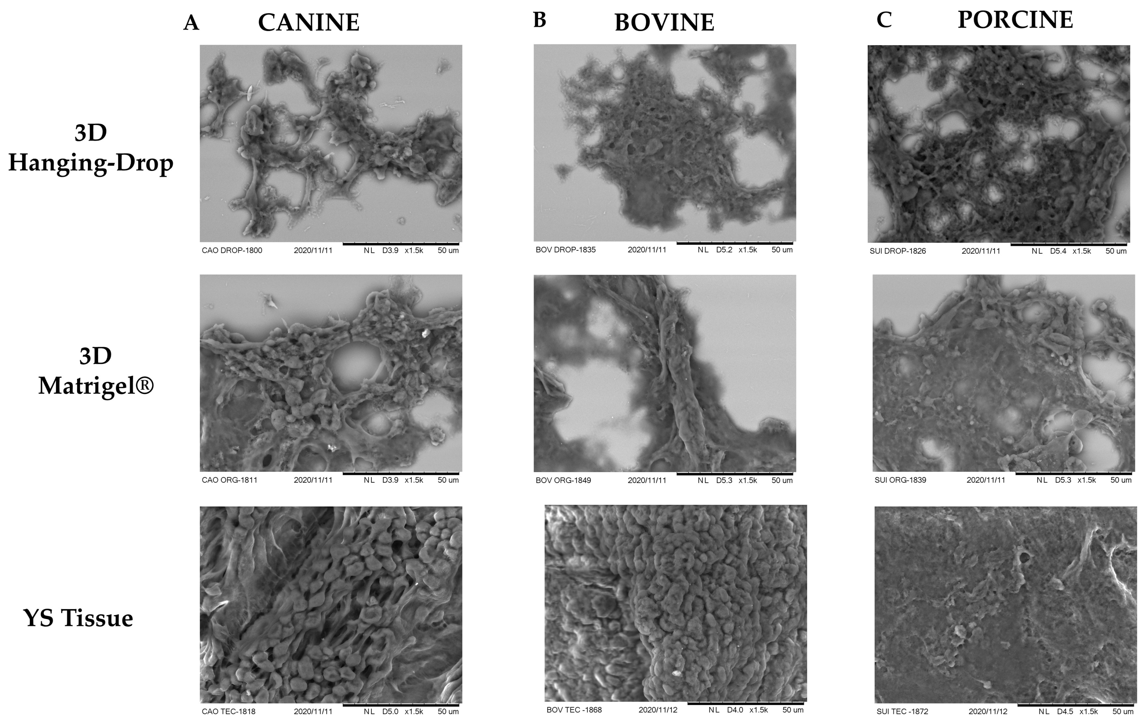 Animals 13 01435 g006 Animals 13 01435 g006