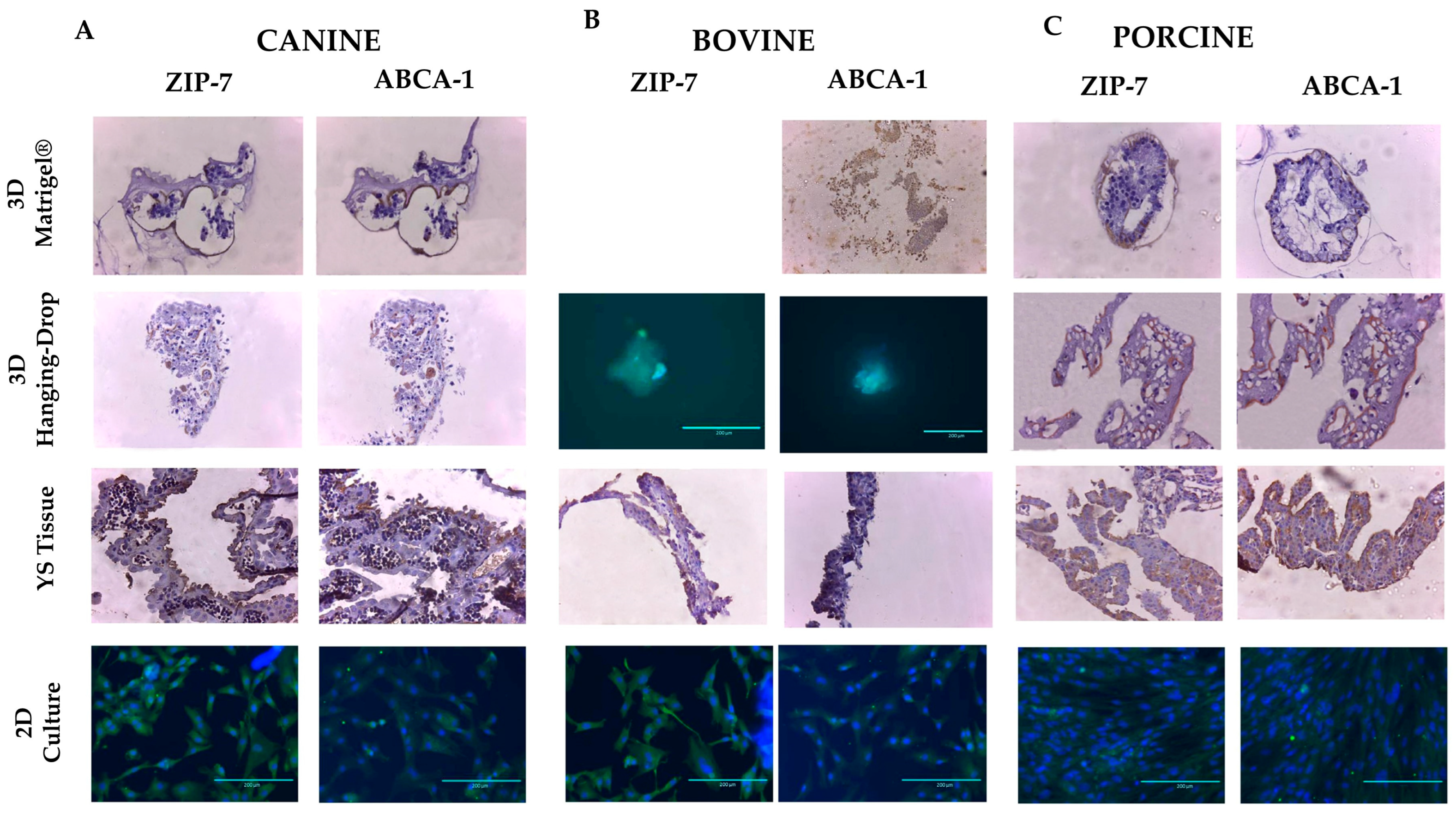 Animals 13 01435 g007 Animals 13 01435 g007