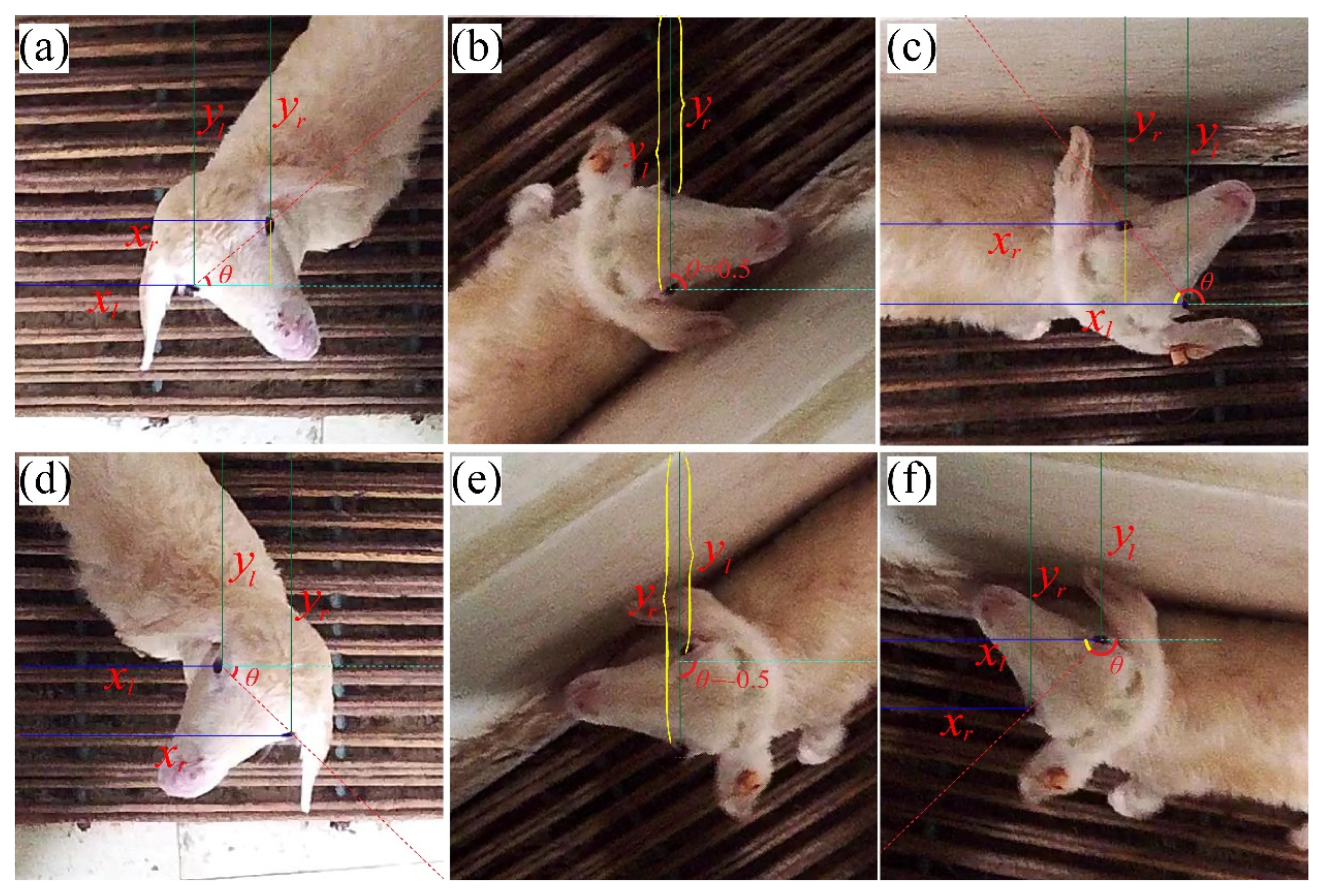 Animals 13 01446 g003 Animals 13 01446 g003