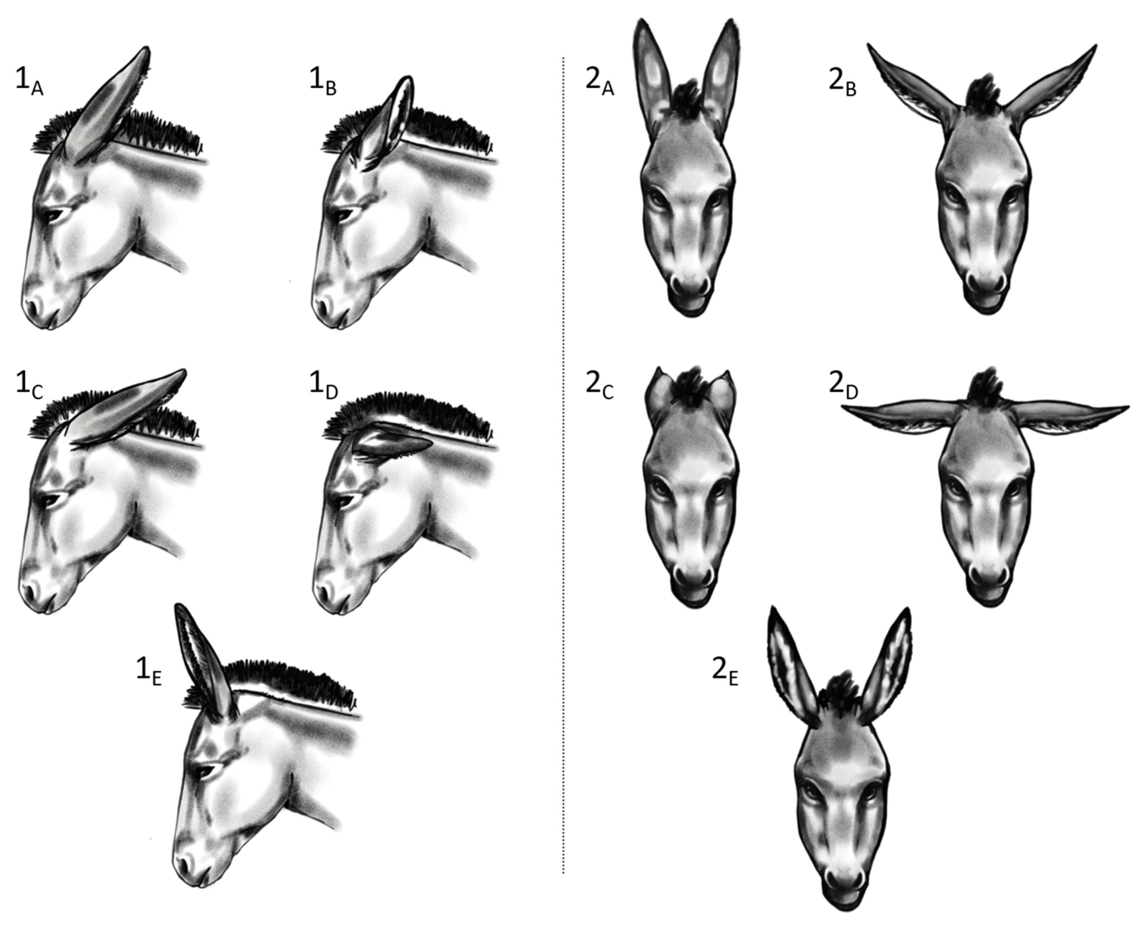 Animals 13 01466 g002 Animals 13 01466 g002