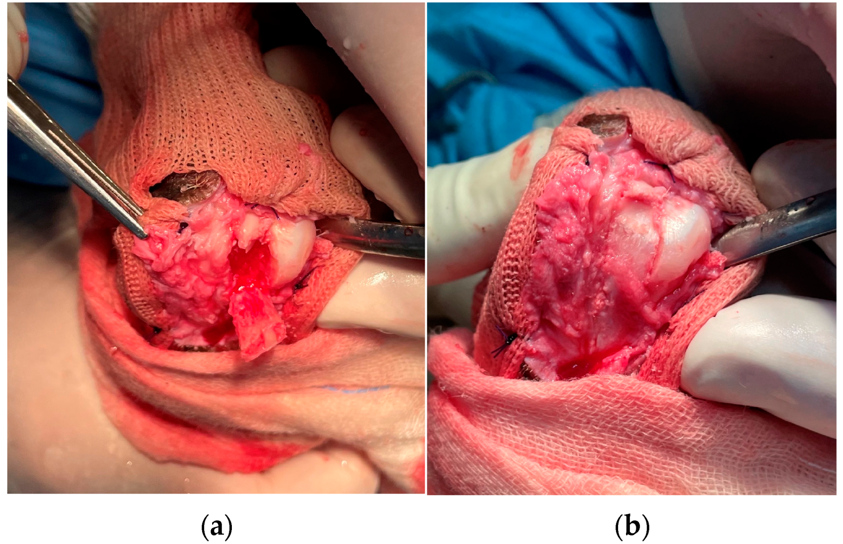 Animals 13 01468 g008 550